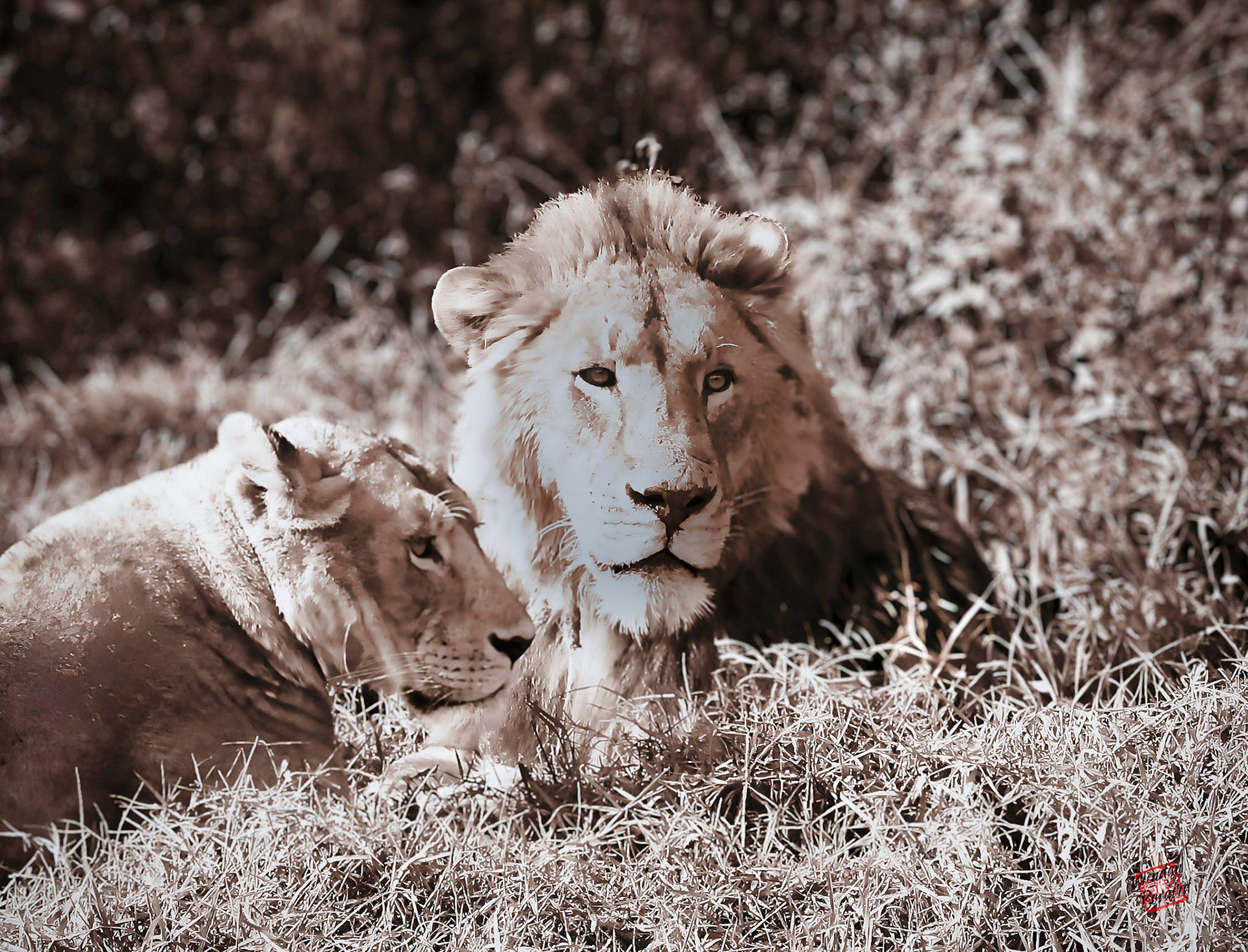King and Queen