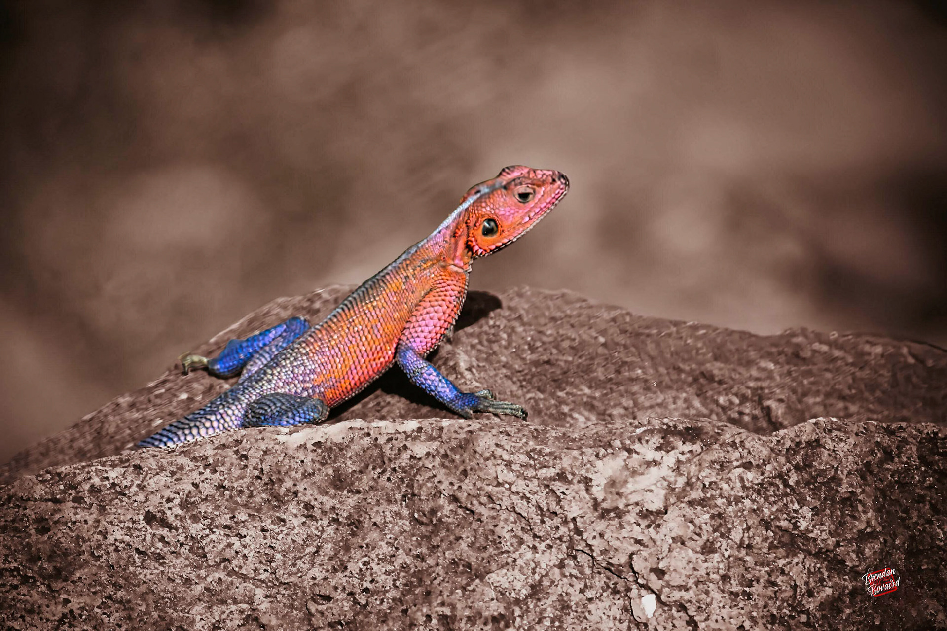 Lounging Agama: A UVA Wahoo