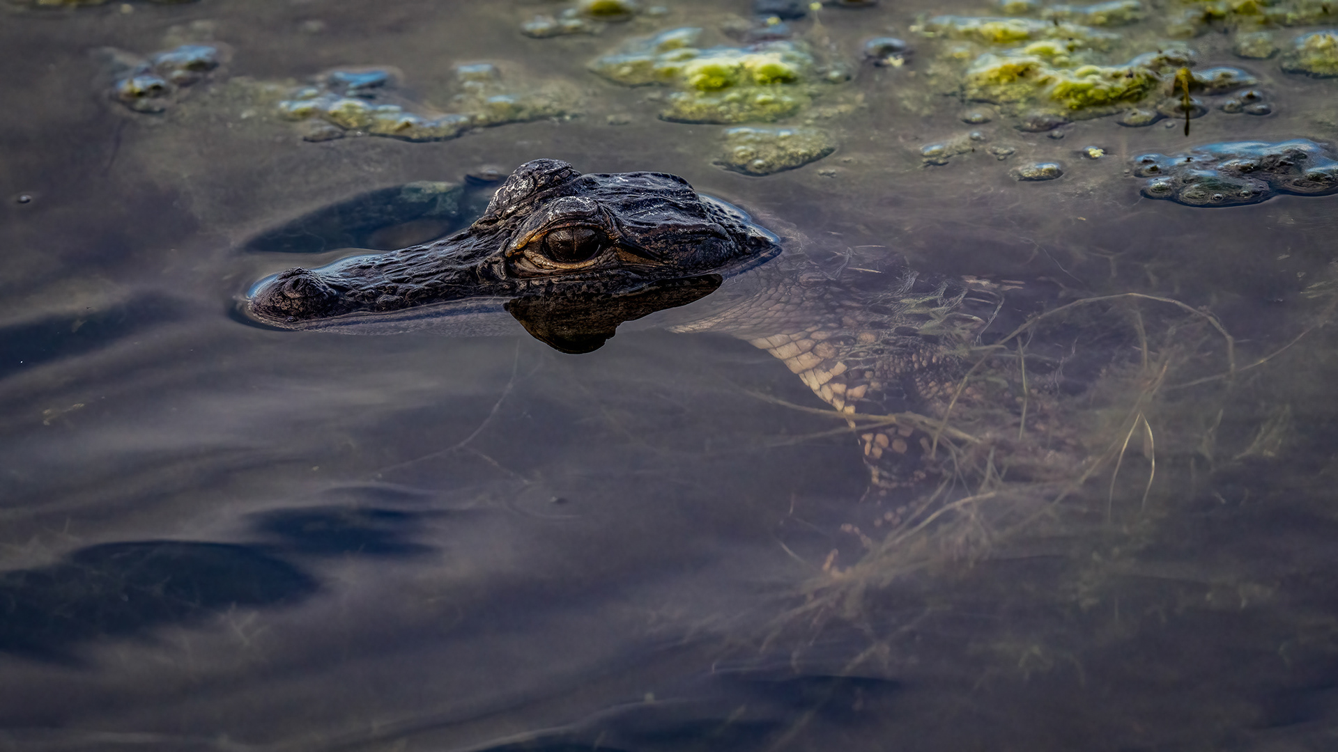 Adolescent 'gator in a wetland pond