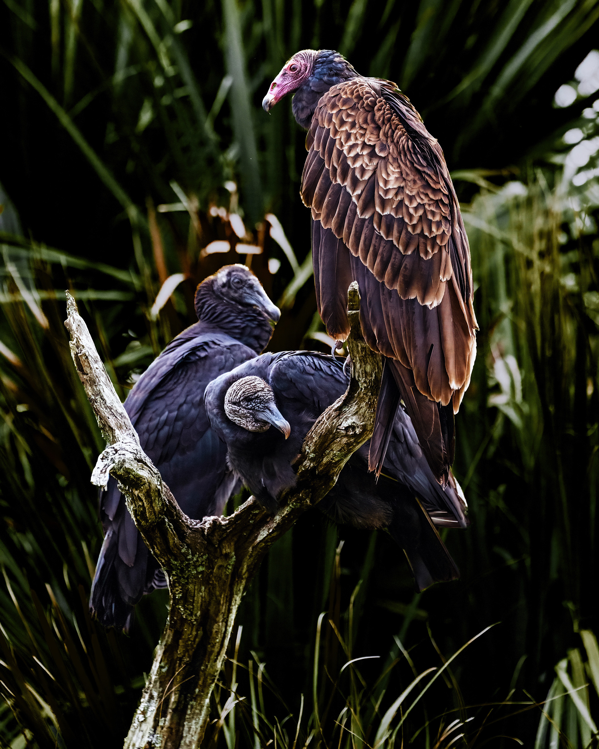 Turkey Vulture and Black Vultures