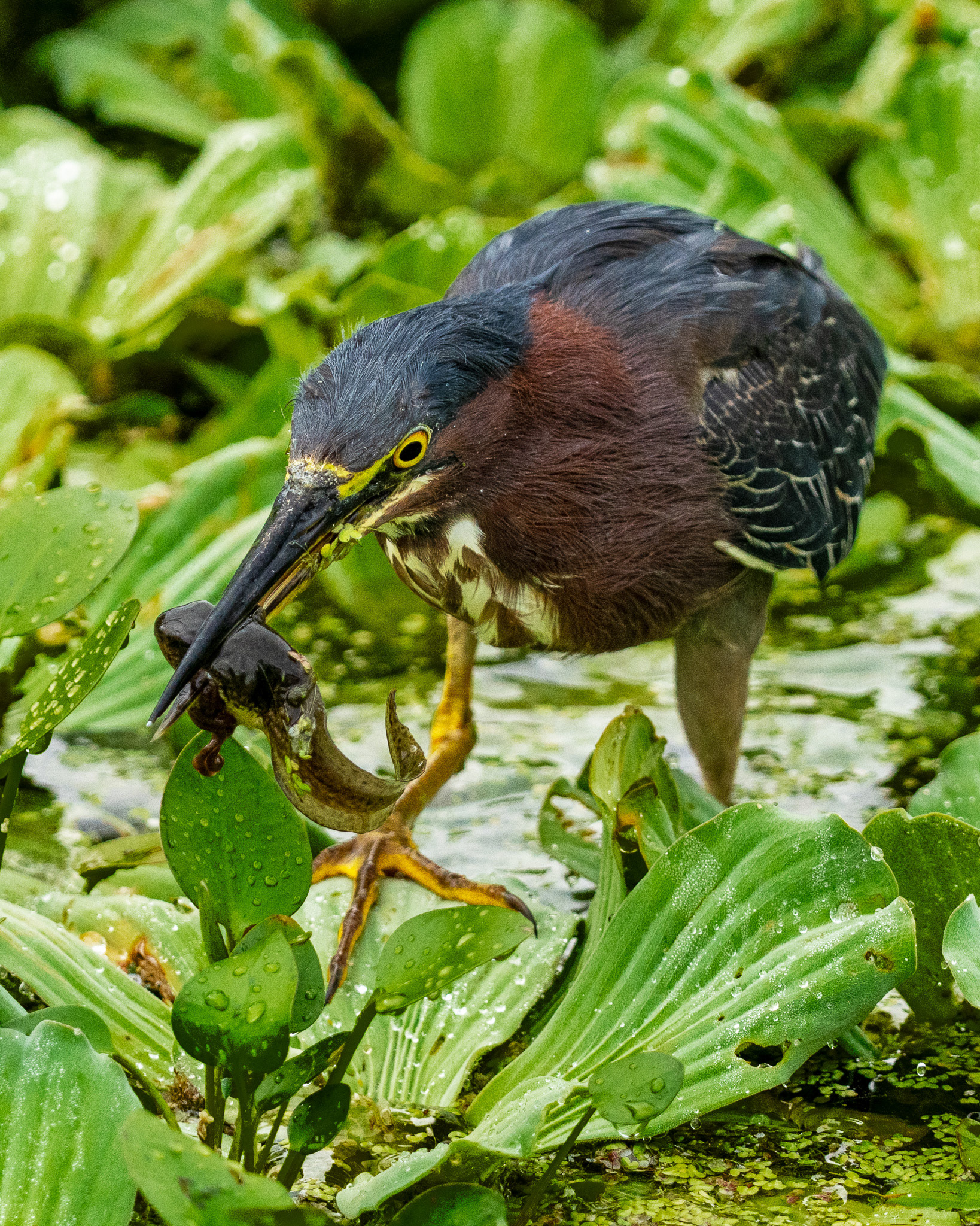 Green Heron with Tadpole