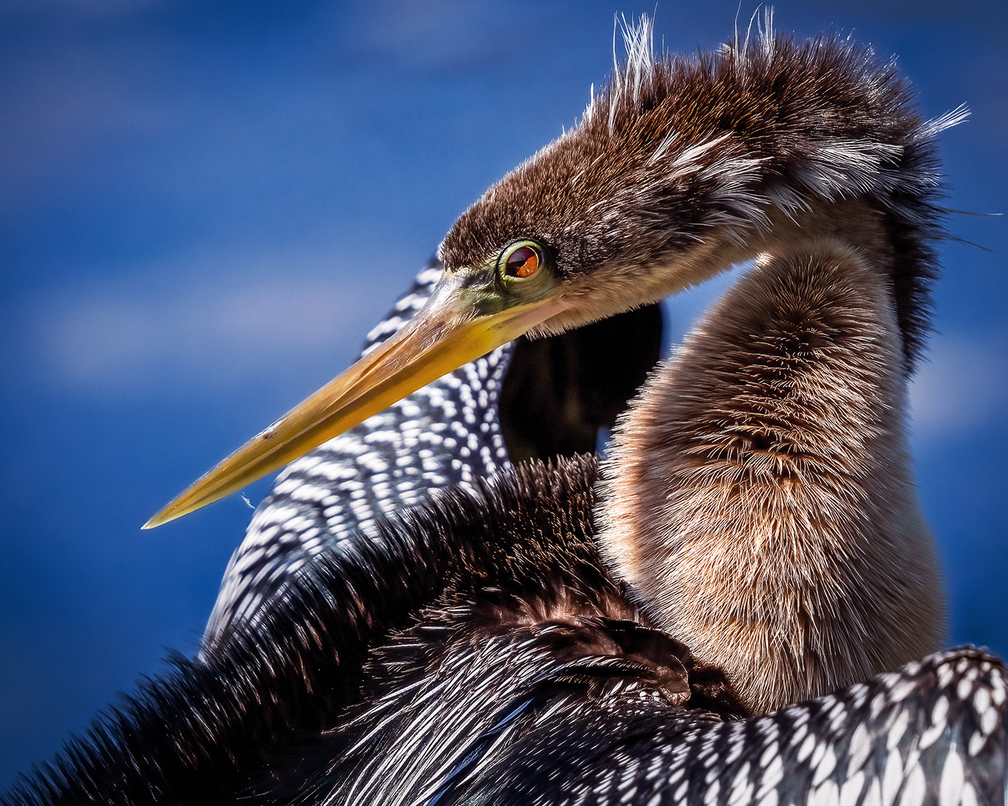 Anhinga