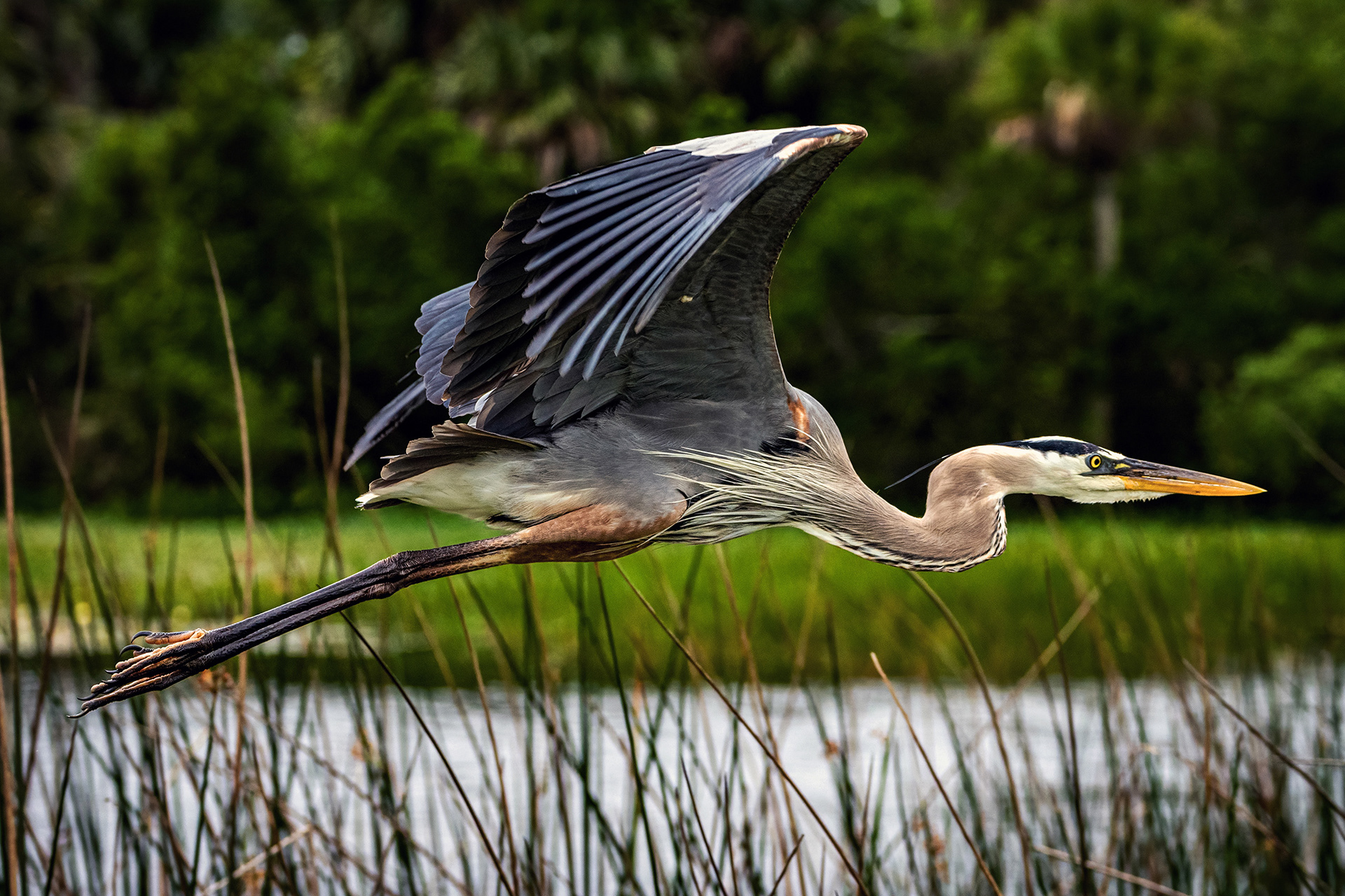 Great Blue Heron in flight