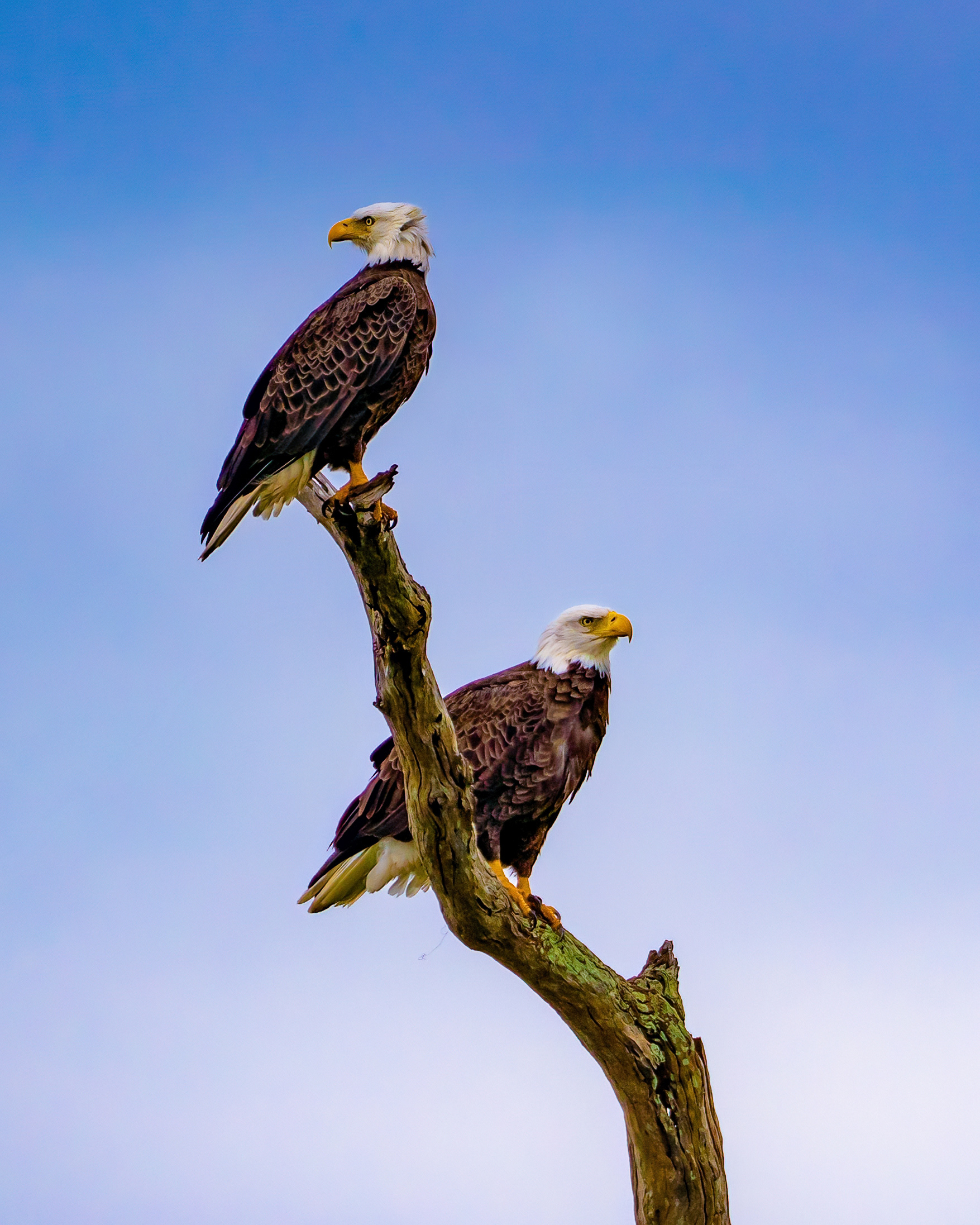 Pair of Eagles - female is the larger bird