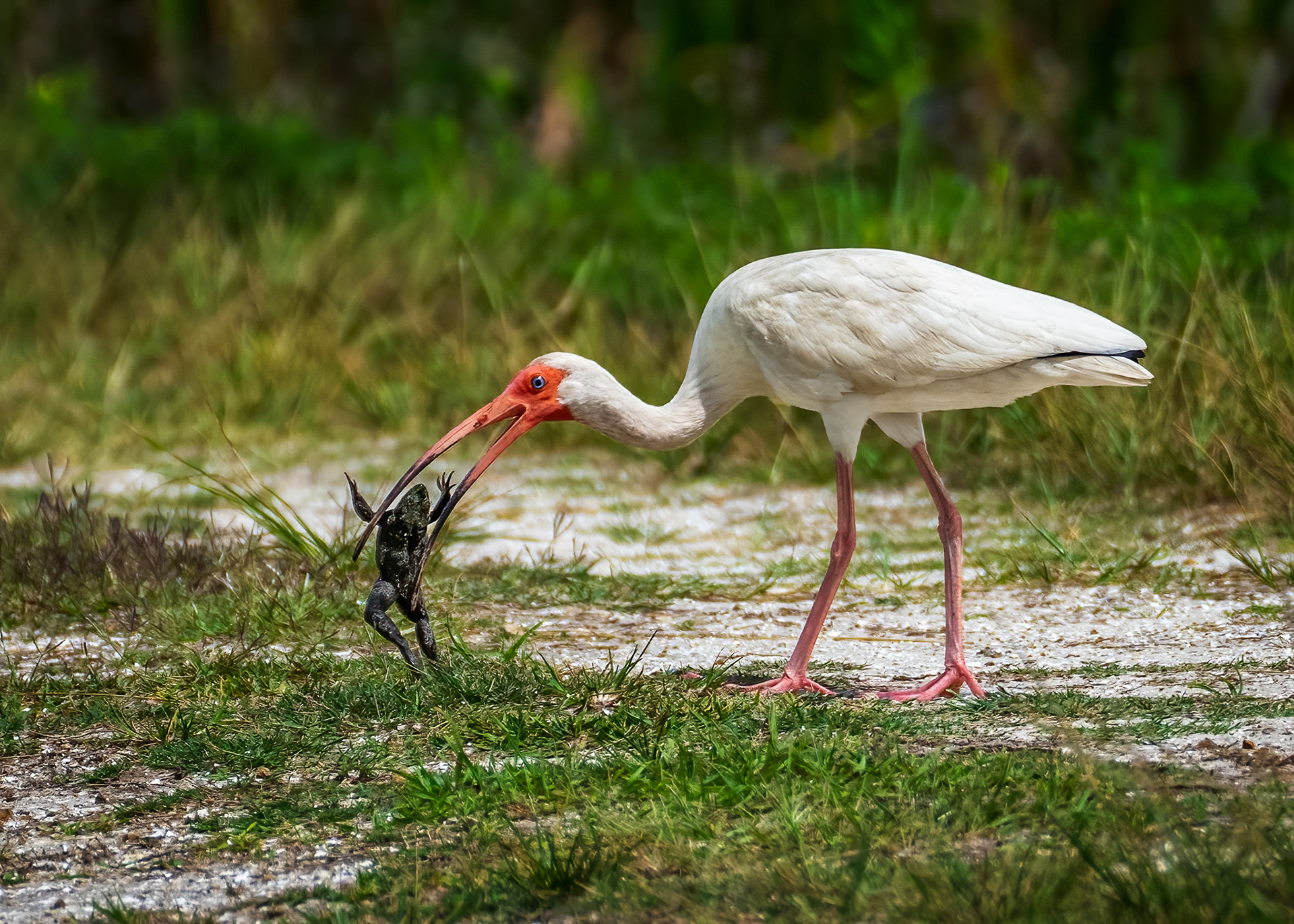 Ibis eating a frog