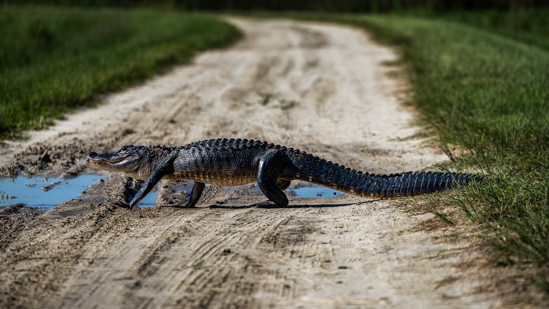 Alligator walking across the berm road, Orlando Wetlands, in Christmas, Florida