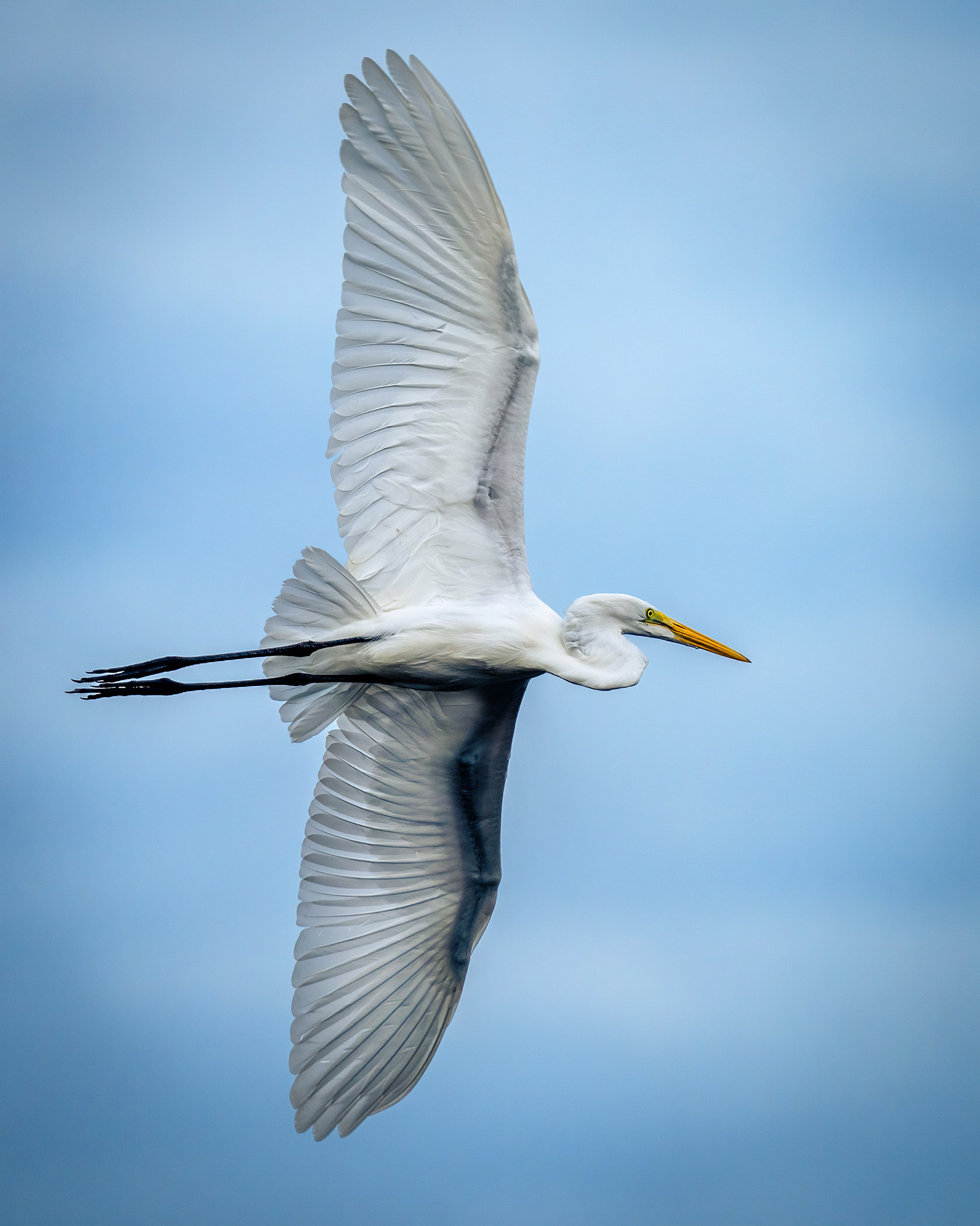 Great Egret in flight