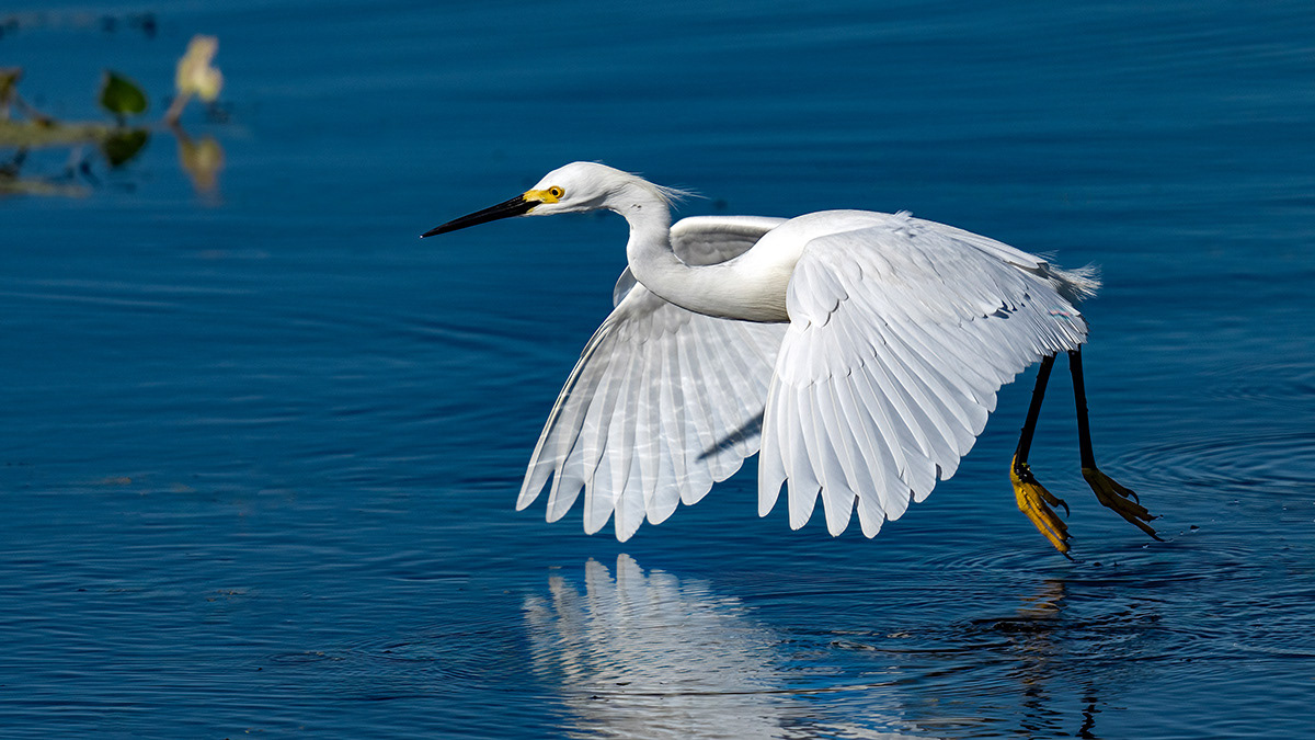 Snowy Egret doing its "ballet" across the water