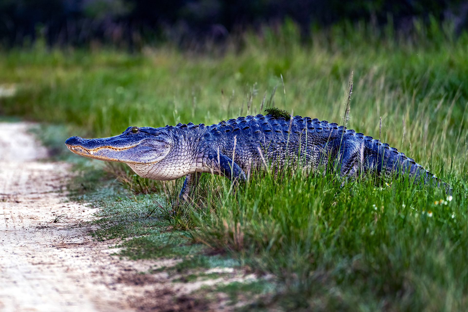 Alligator on the side of the berm road