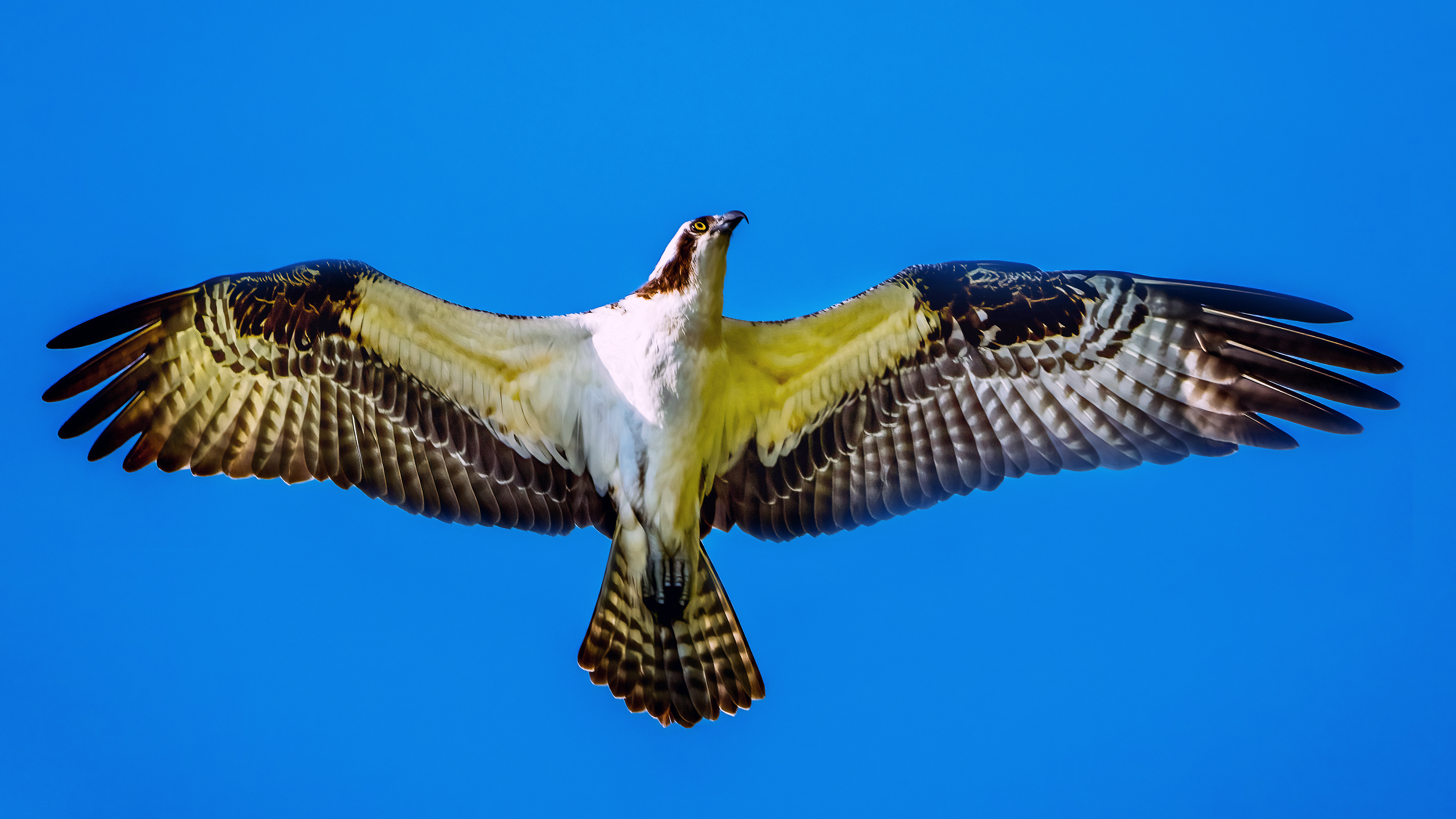Osprey spreads its wings in flight