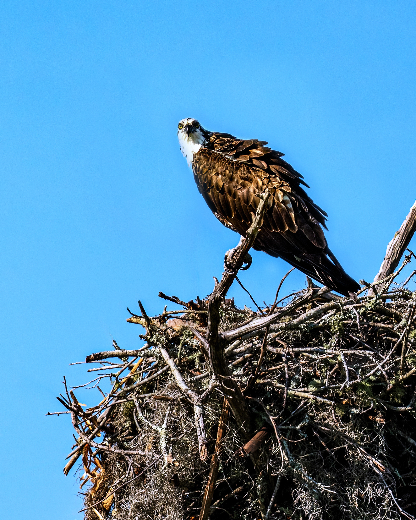 Osprey in nest at Orlando Wetlands