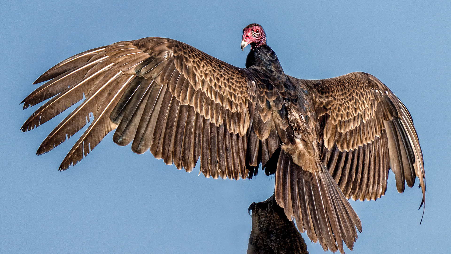Turkey Vulture opening its wings to capture warmth from the sun