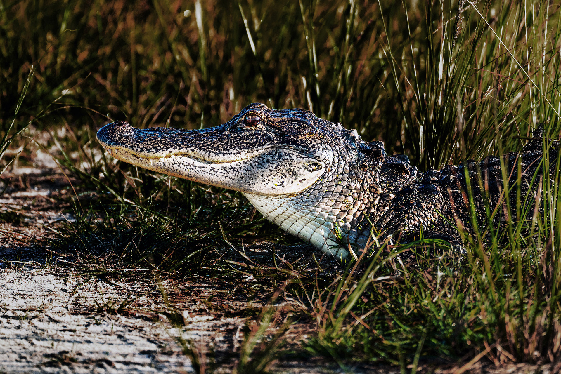 Alligator on the side of the berm road where I was hiking at the time...daring me to walk past. I didn't.