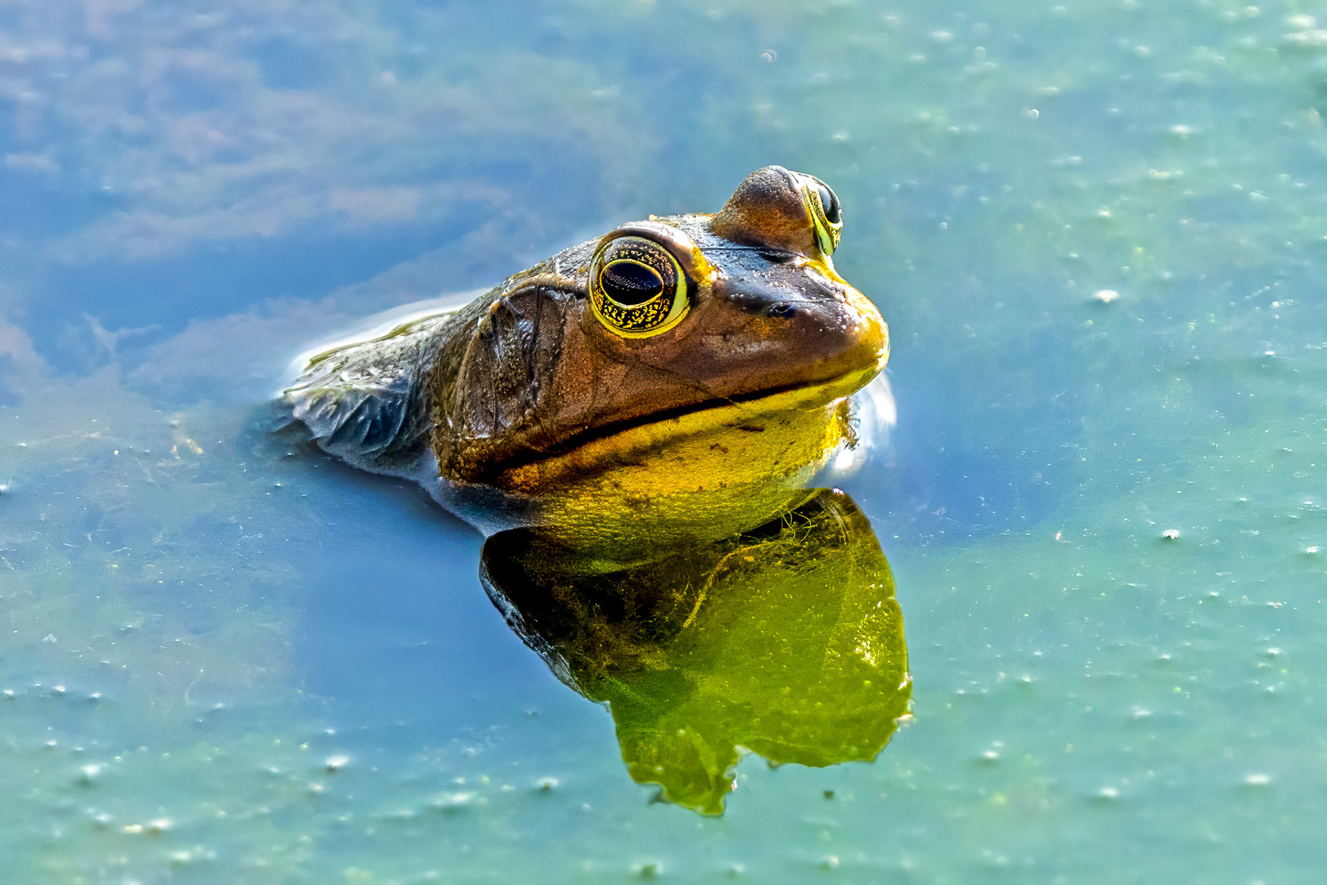Pig Frog, s one of Florida's largest aquatic frogs