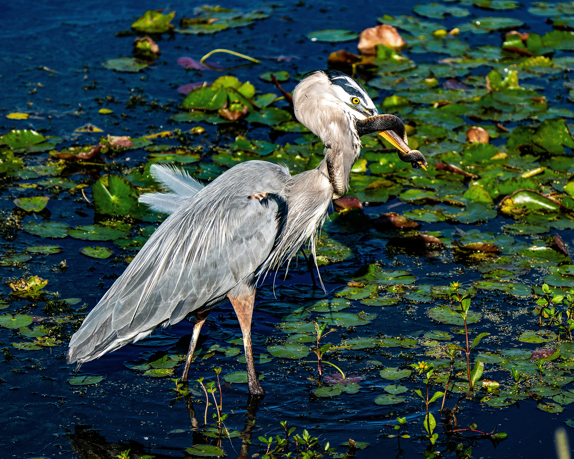 Great Blue Heron catches live snake, that's wrapping itself around the heron's neck fighting for survival