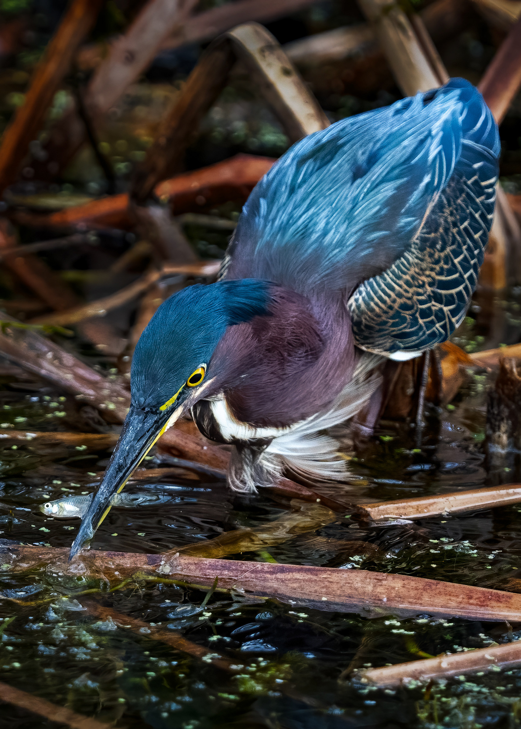 Green Heron catching fish