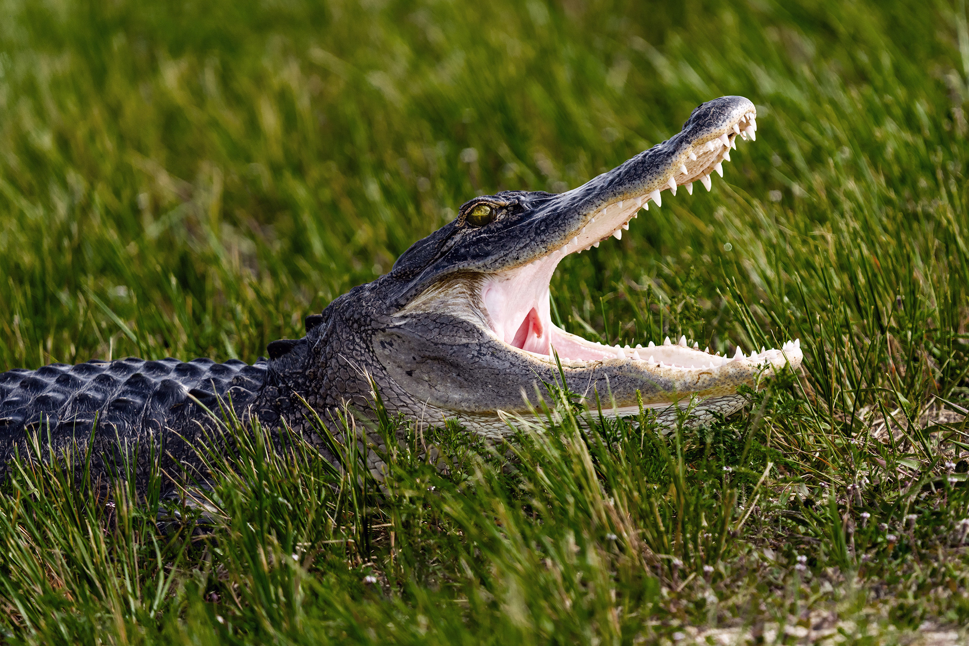 An Alligator hissing or opening its mouth like this means walk the other way. But first get the photo...with a telephoto lens