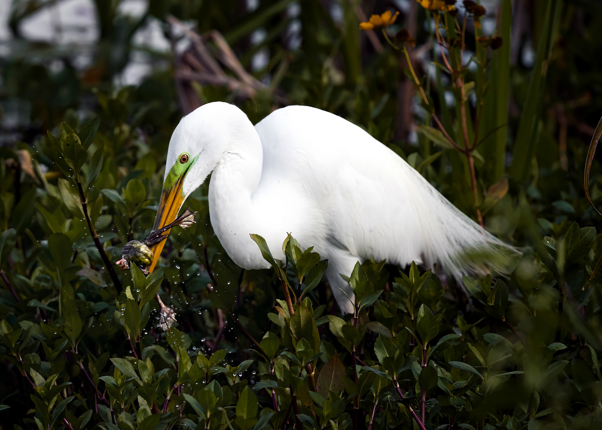 Great Egrets get a patch of green during breeding season. "Egret" describes herons that are primarily white.