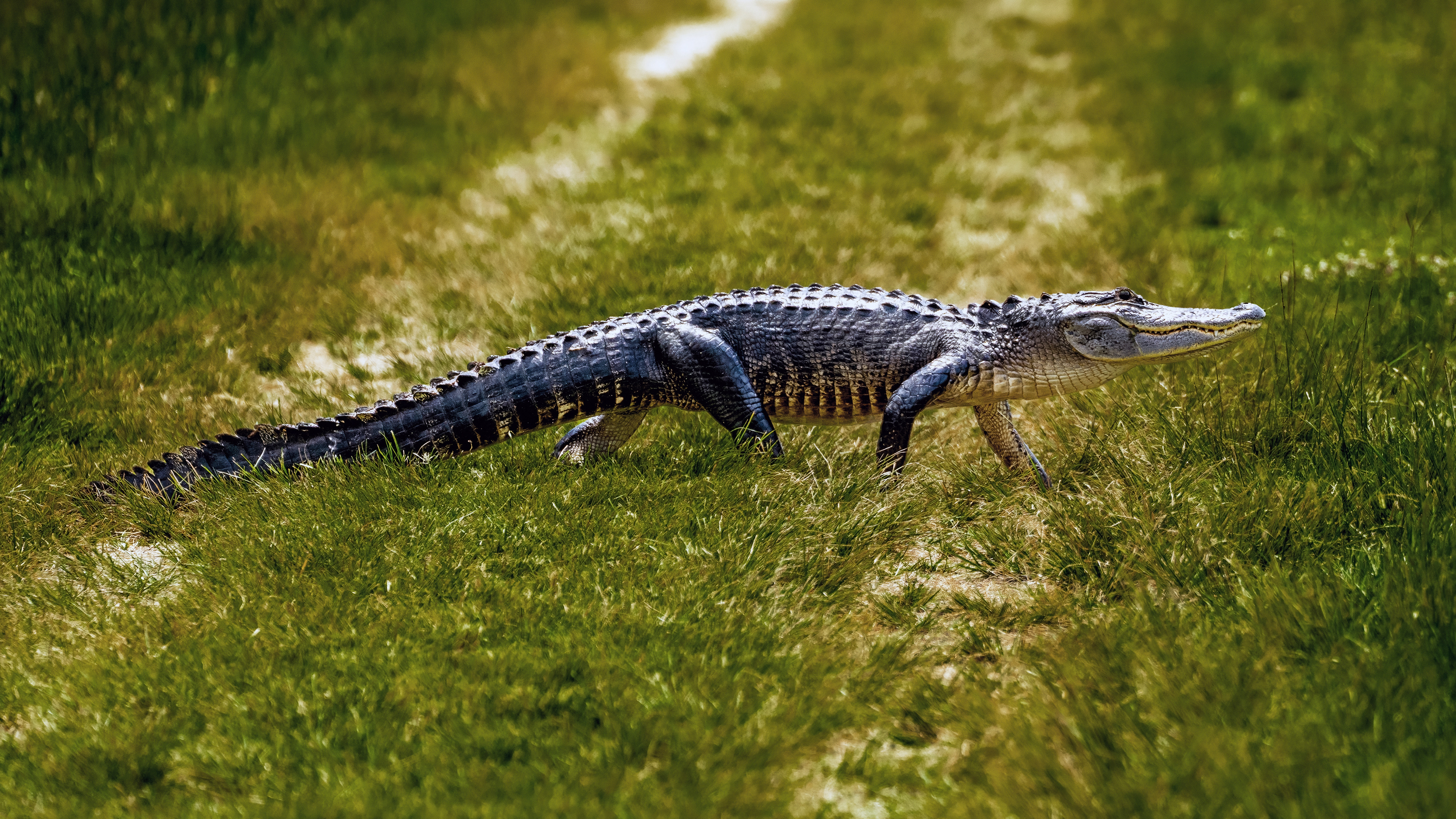 Alligator crossing the berm road ahead of me as I hike across the wetland