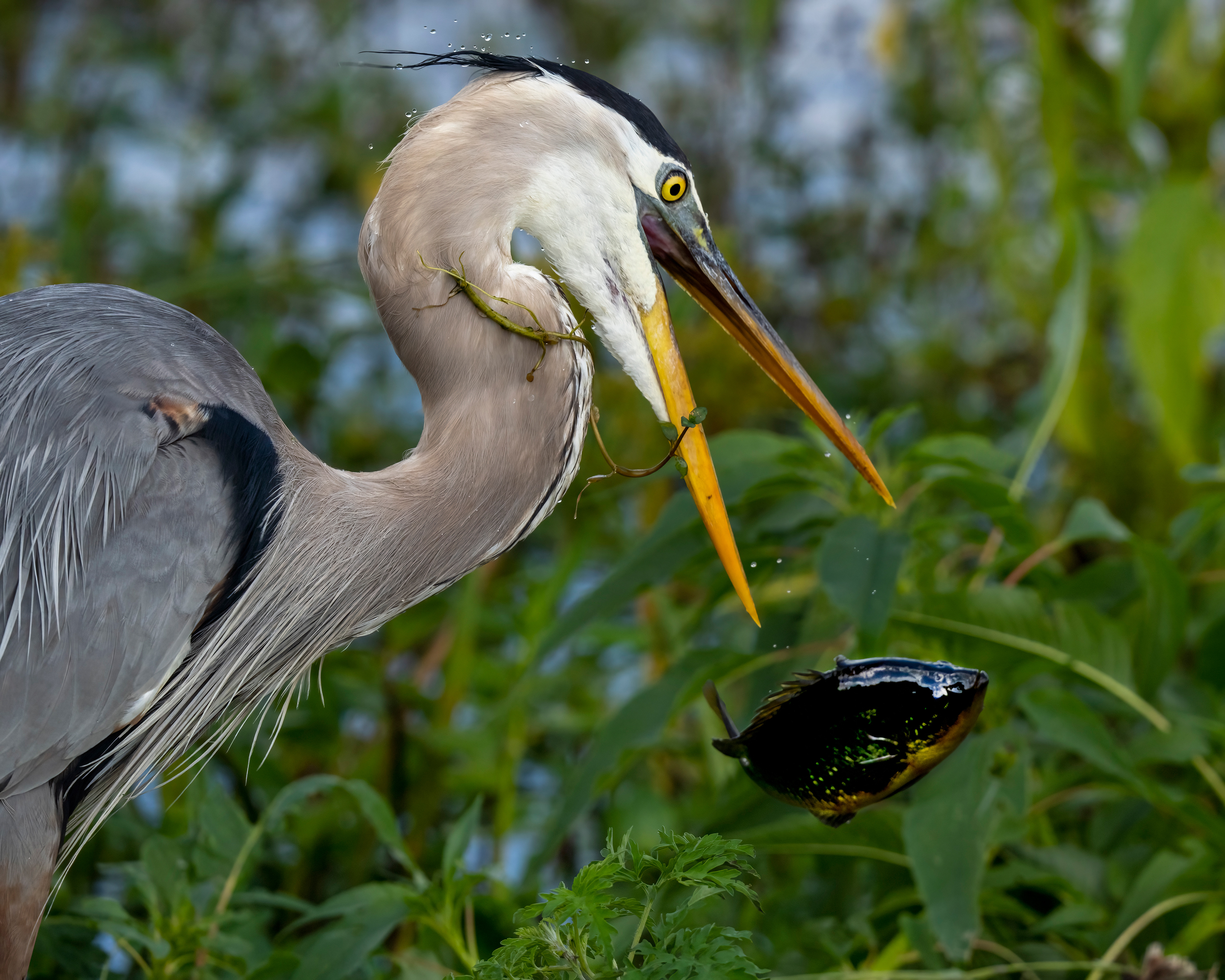 Great Blue Heron tossing around fish it just caught, before swallowing whole