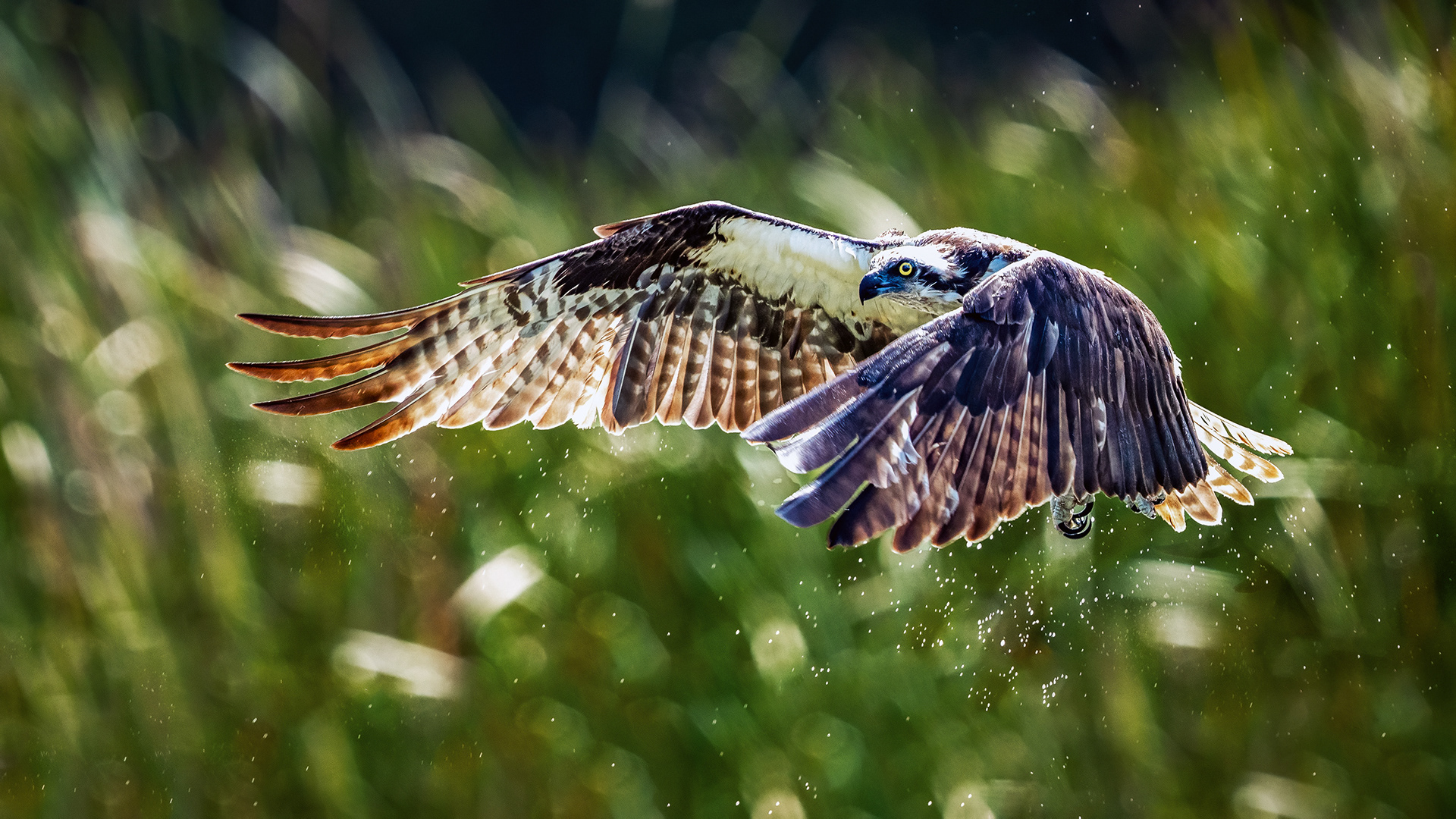 An Osprey flying up out of the lake after diving for a fish
