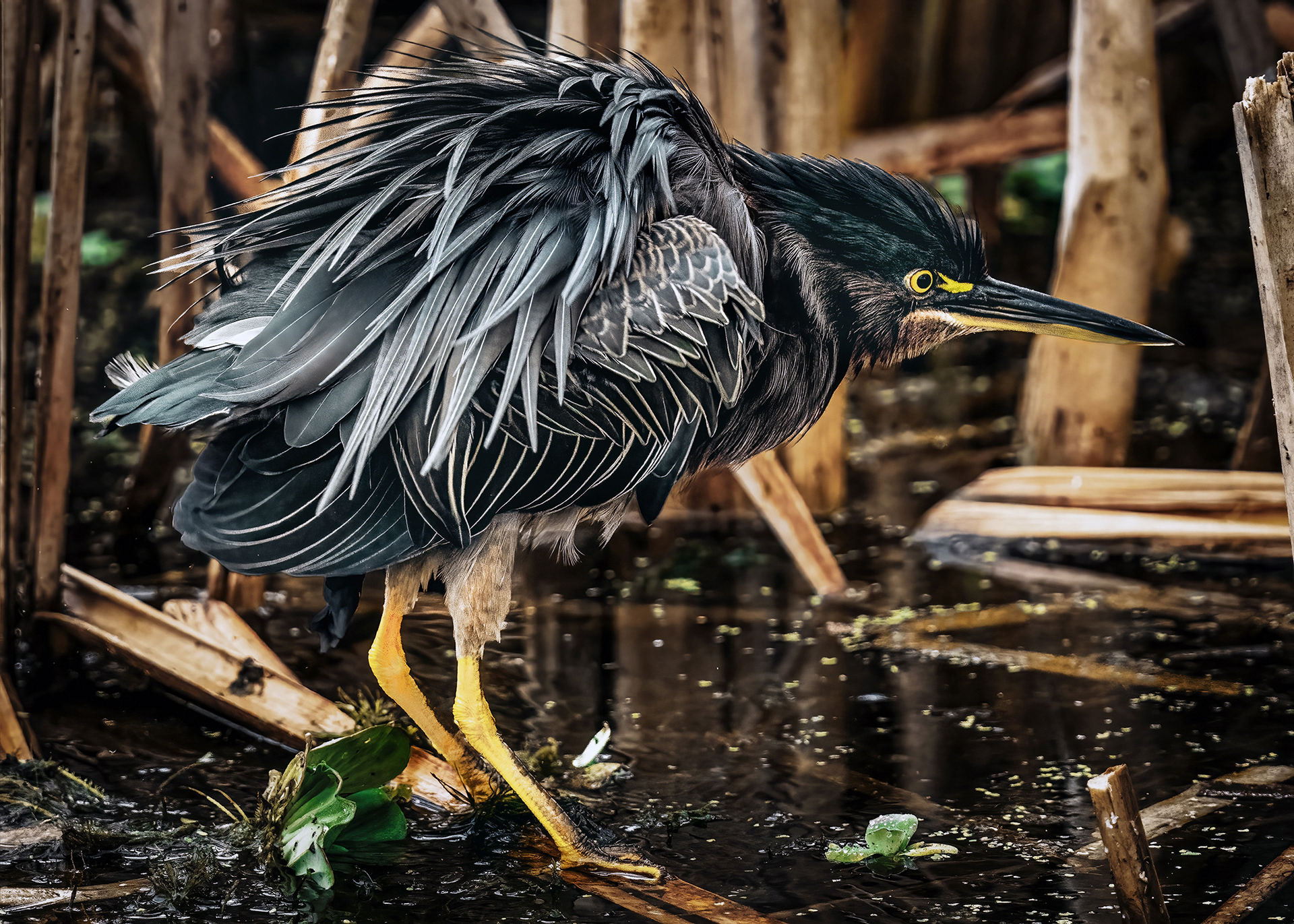 Green Heron with feathers ruffled