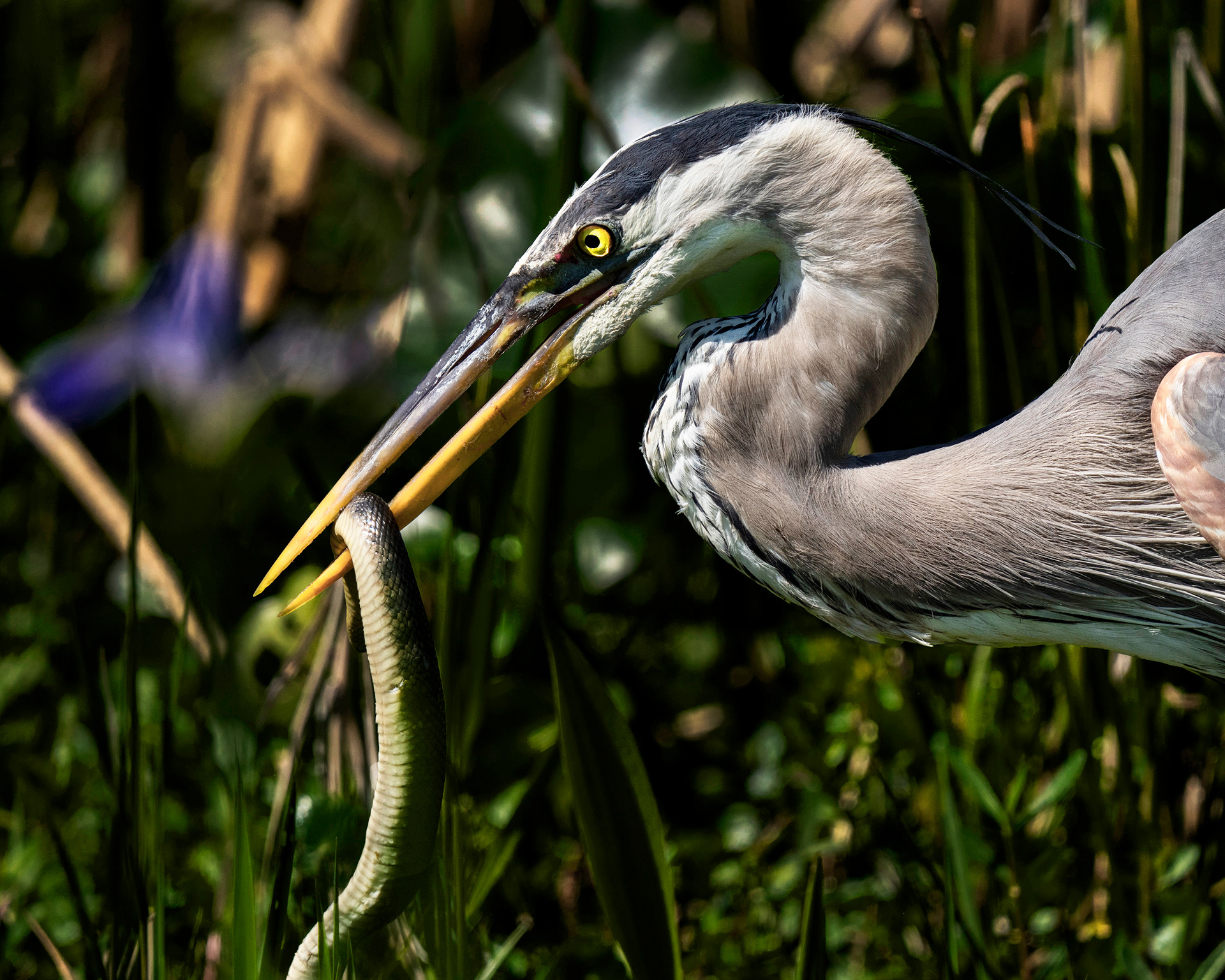 Great Blue Heron with snake its caught