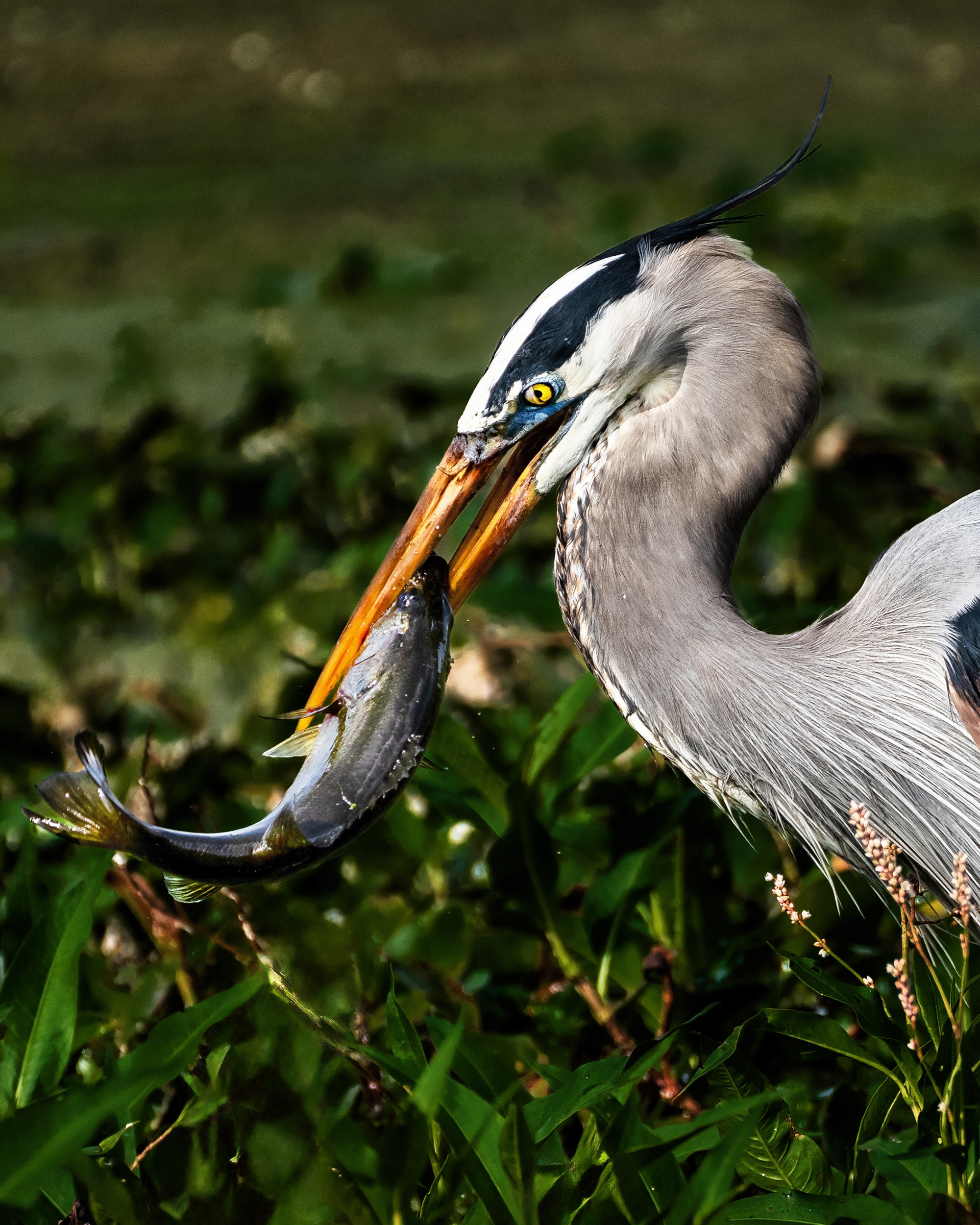 Great Blue Heron captures large fish