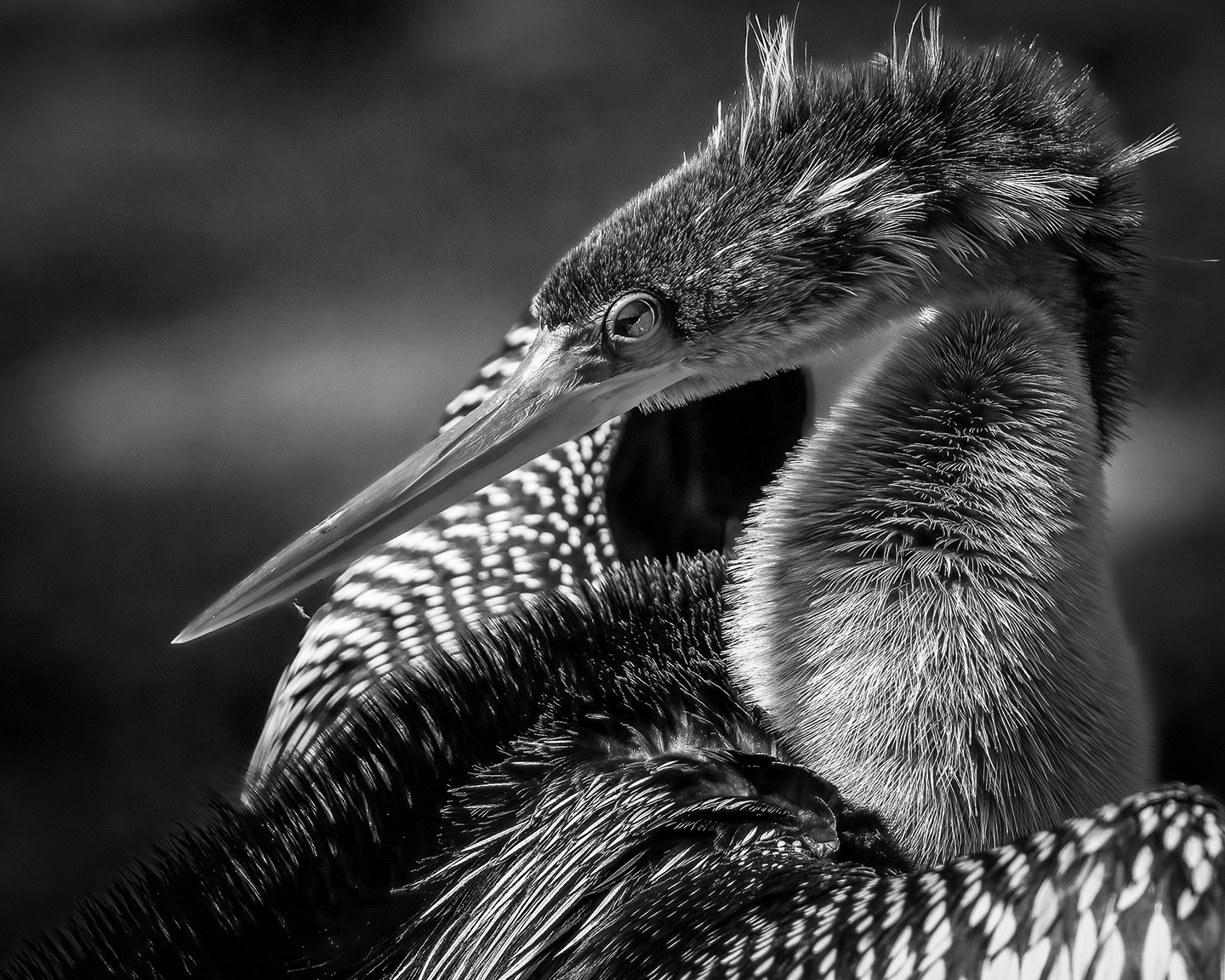 Anhinga