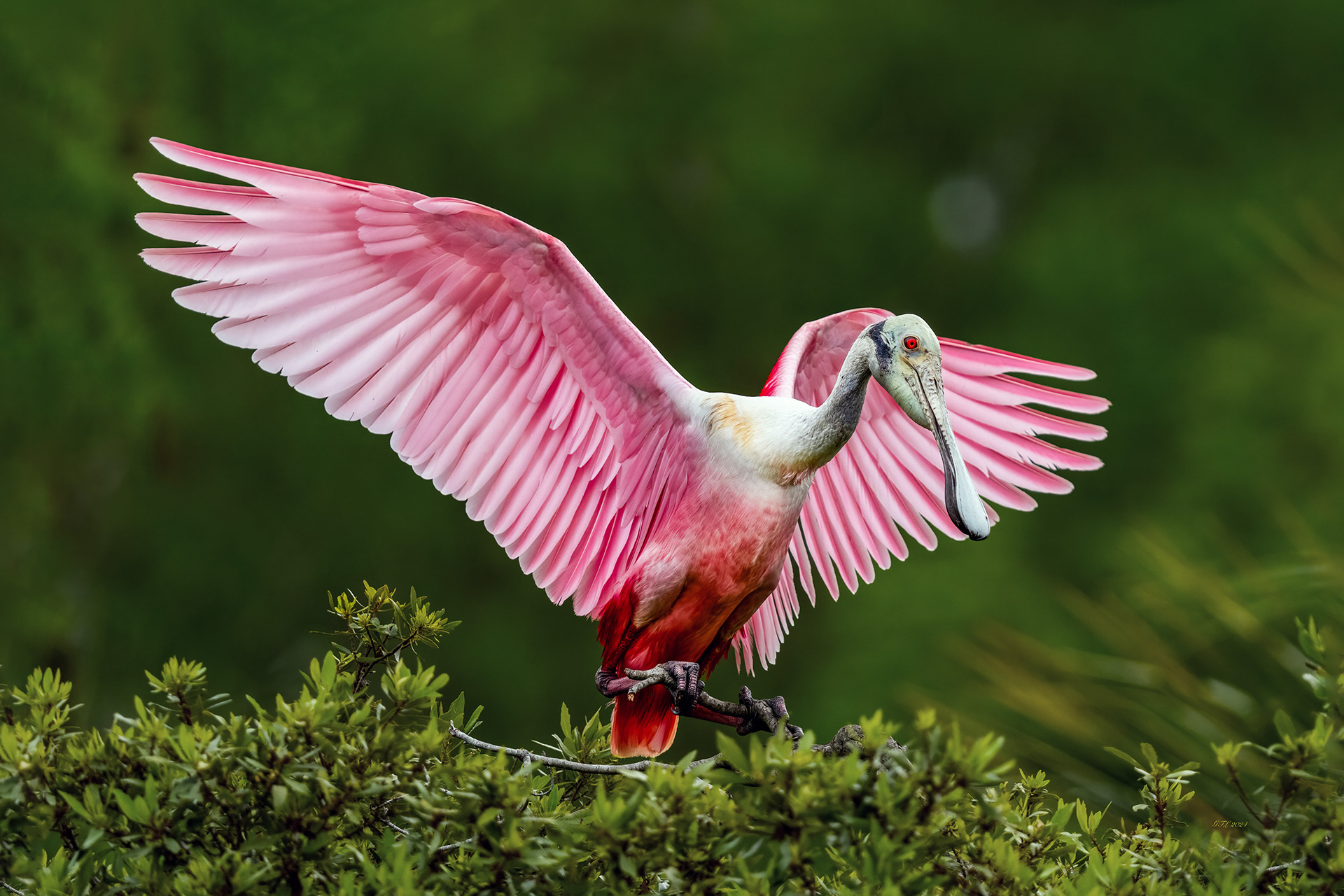 Roseate Spoonbill 1