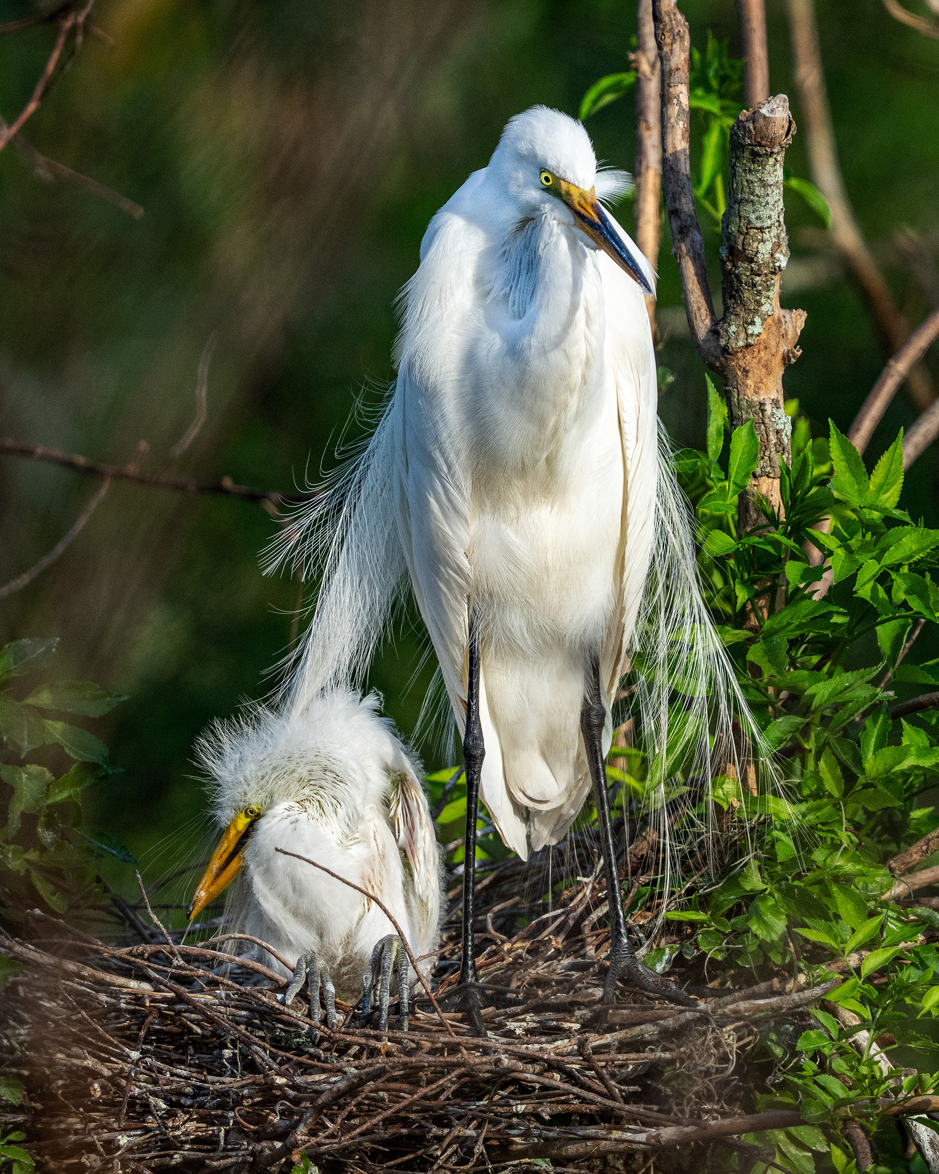 Snowy Egret with chick in nest