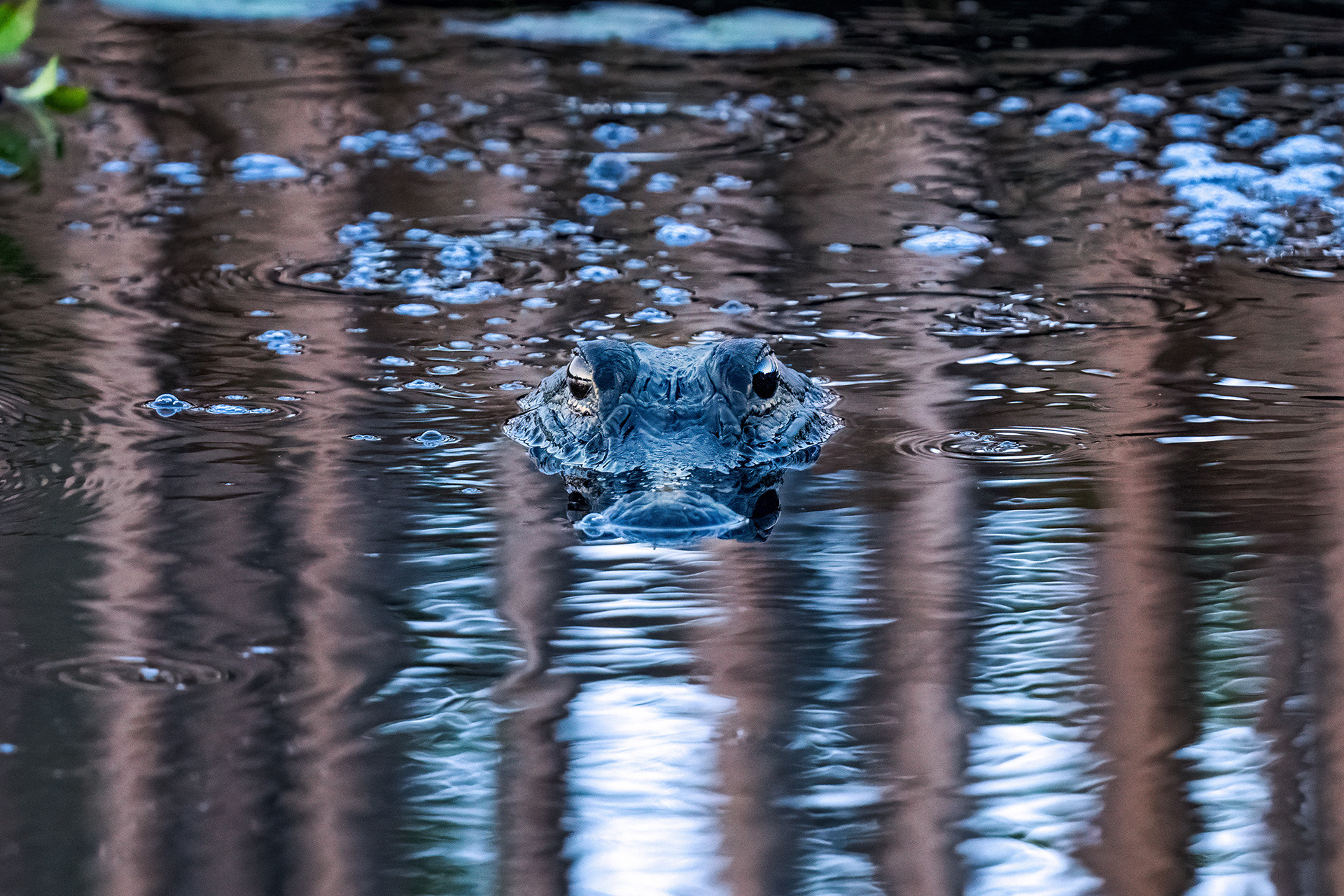 Alligator swimming towards me