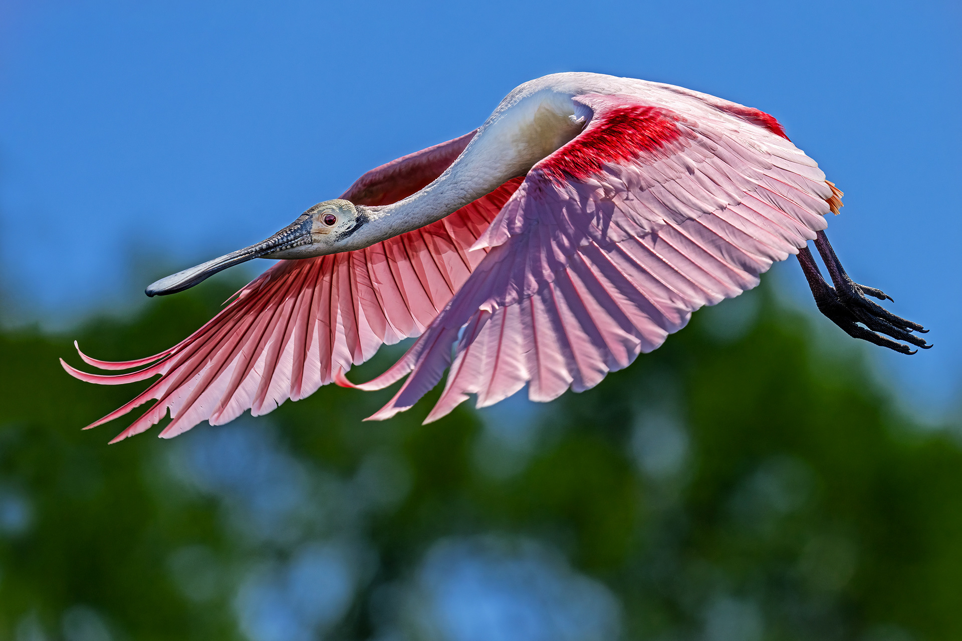 Roseate Spoonbill 2