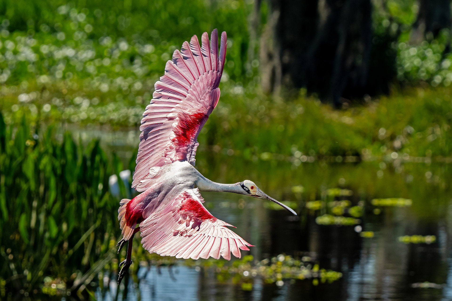 Roseate Spoonbill 3
