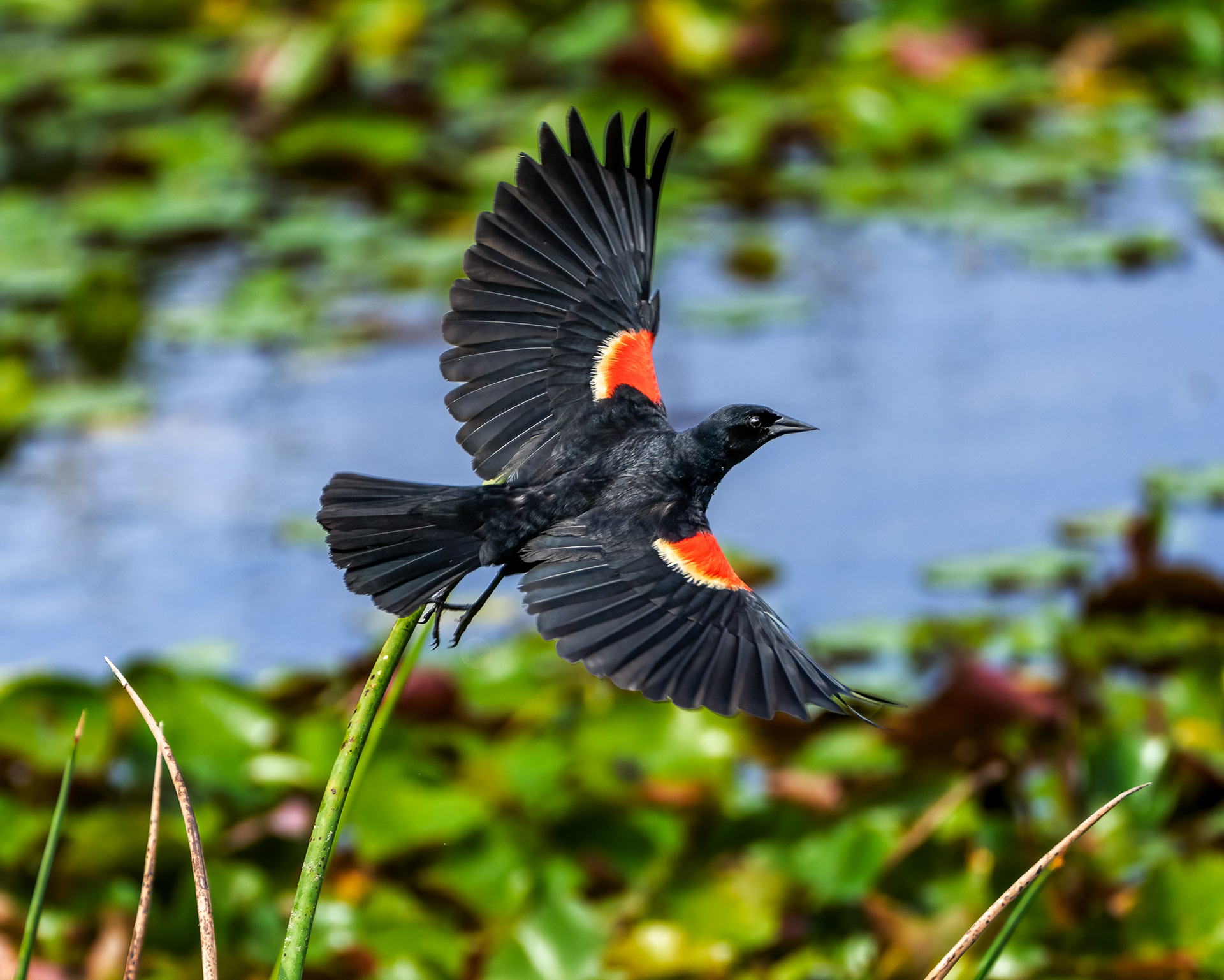 Red Wing Blackbirds are abundant throughout the wetlands