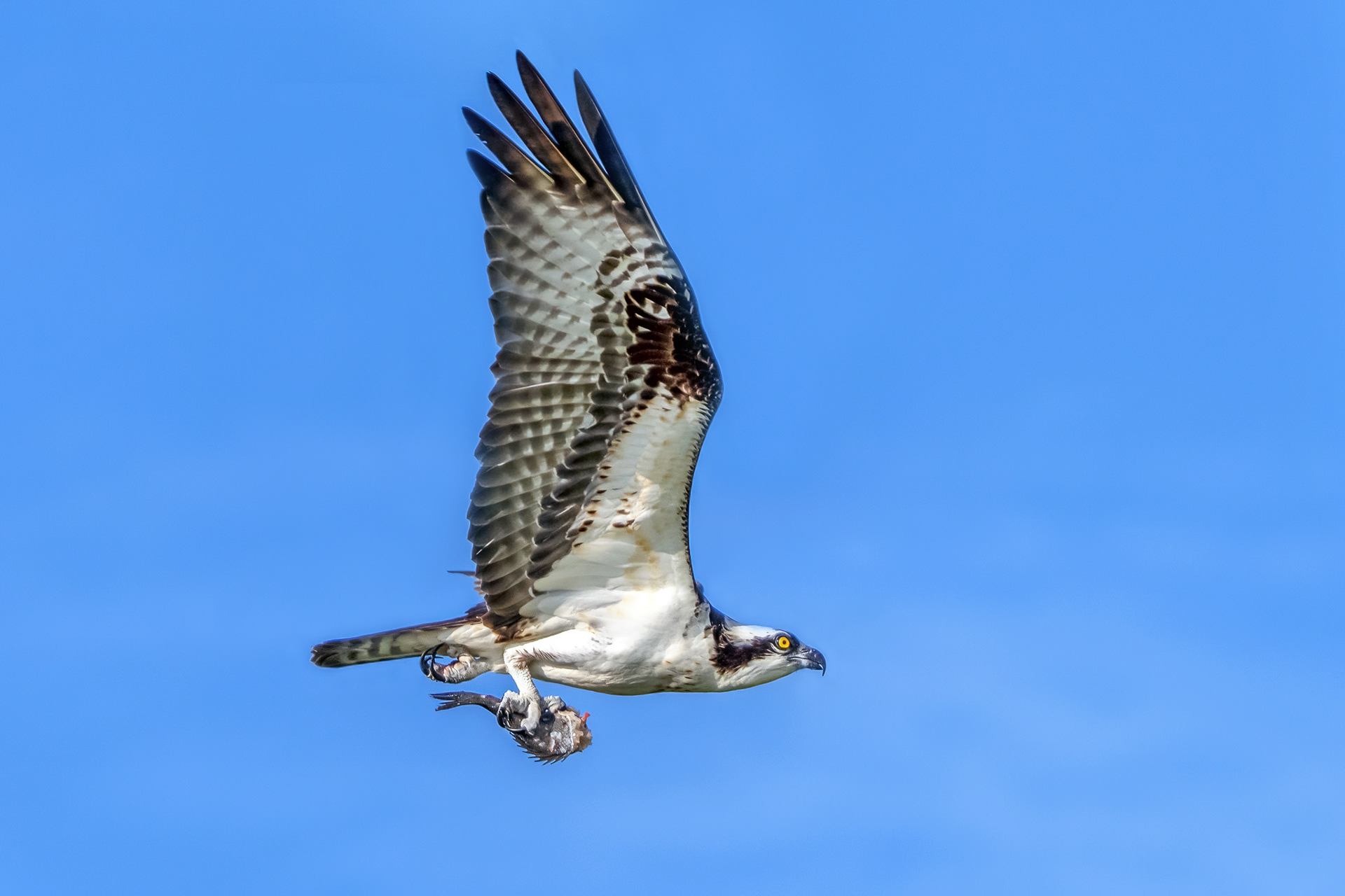 Osprey with fish its just caught