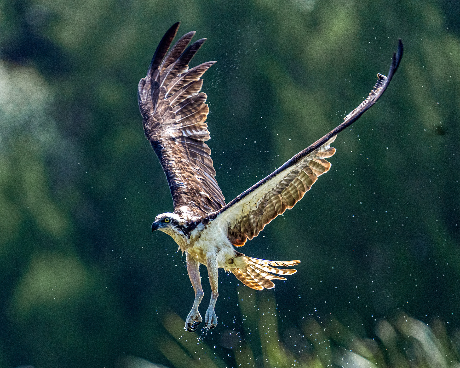 Osprey rising up from the lake after a dive