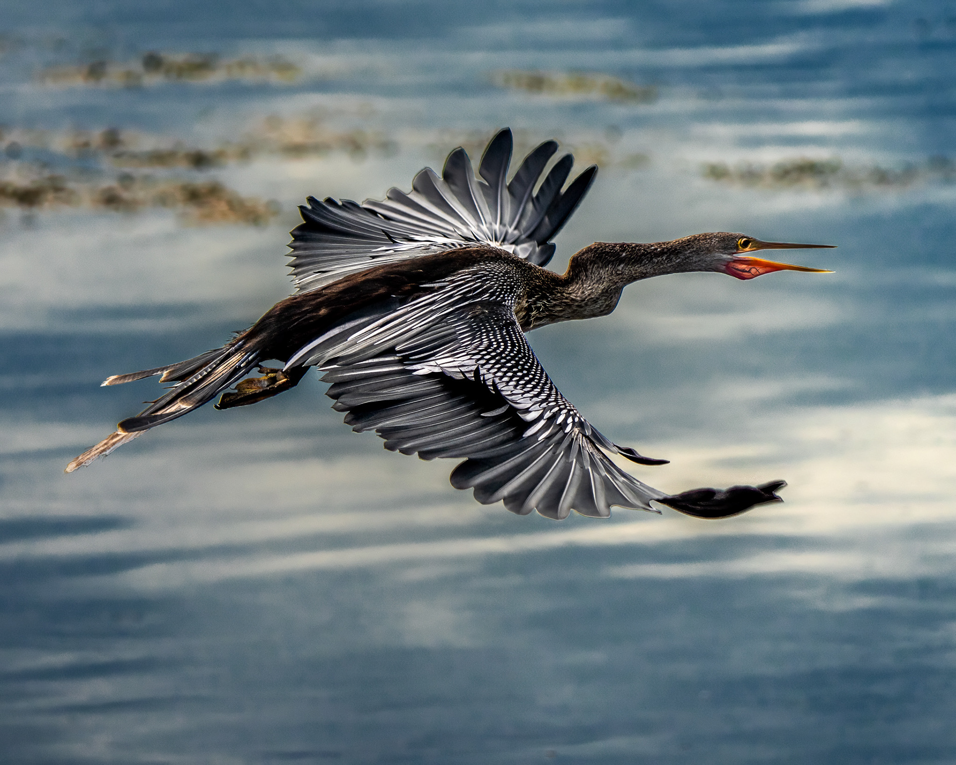 Anhinga