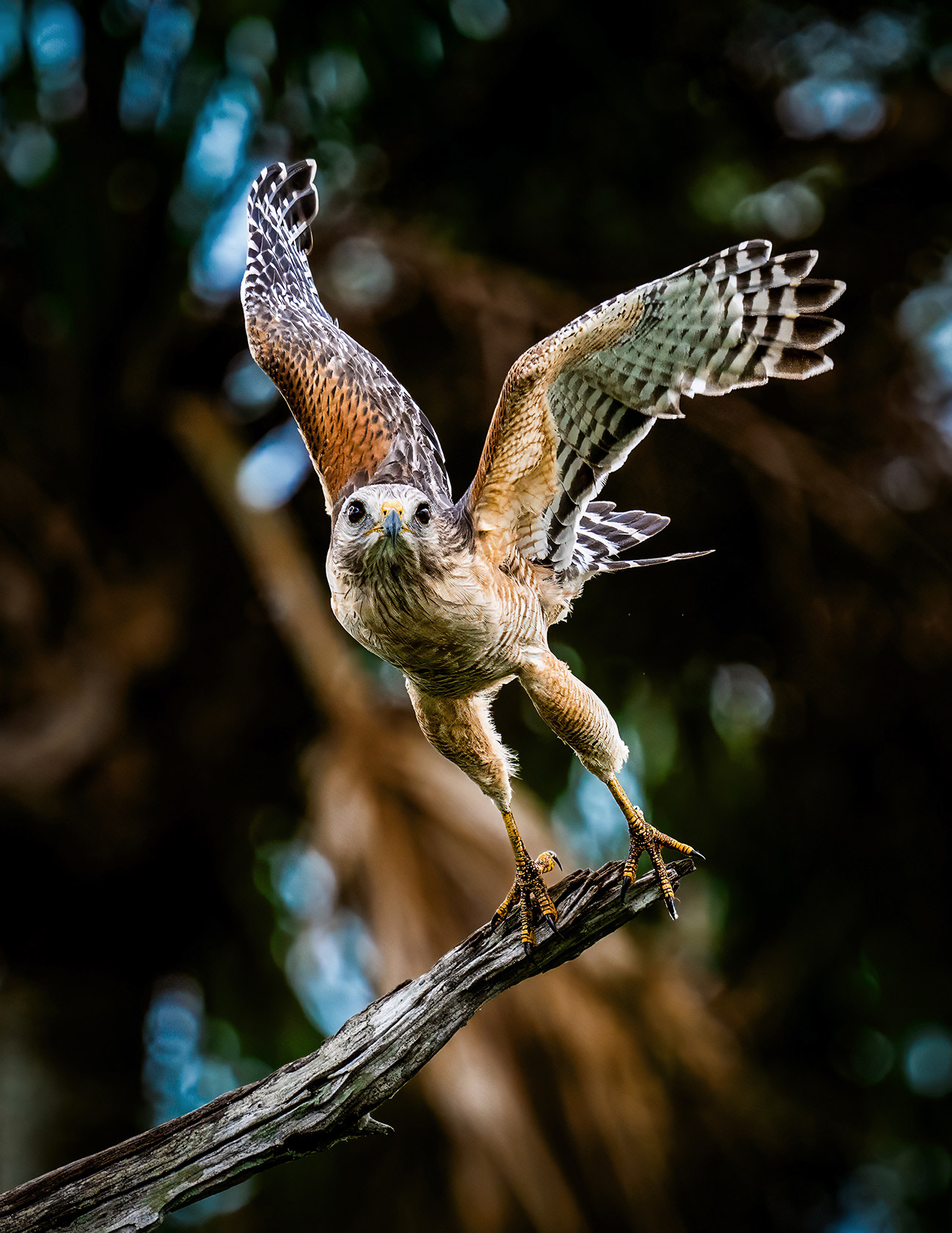 Red Shoulder Hawk taking off