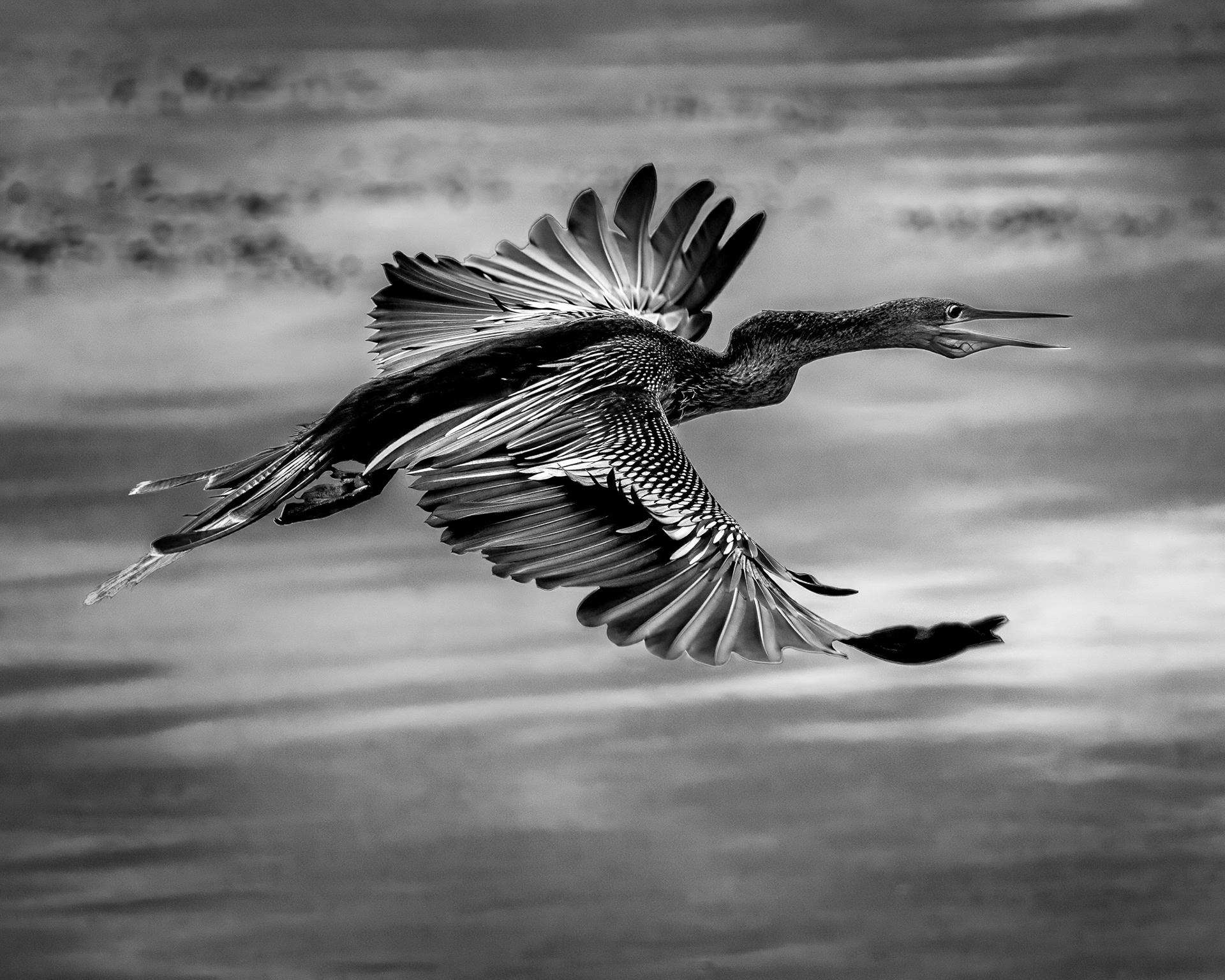 Anhinga