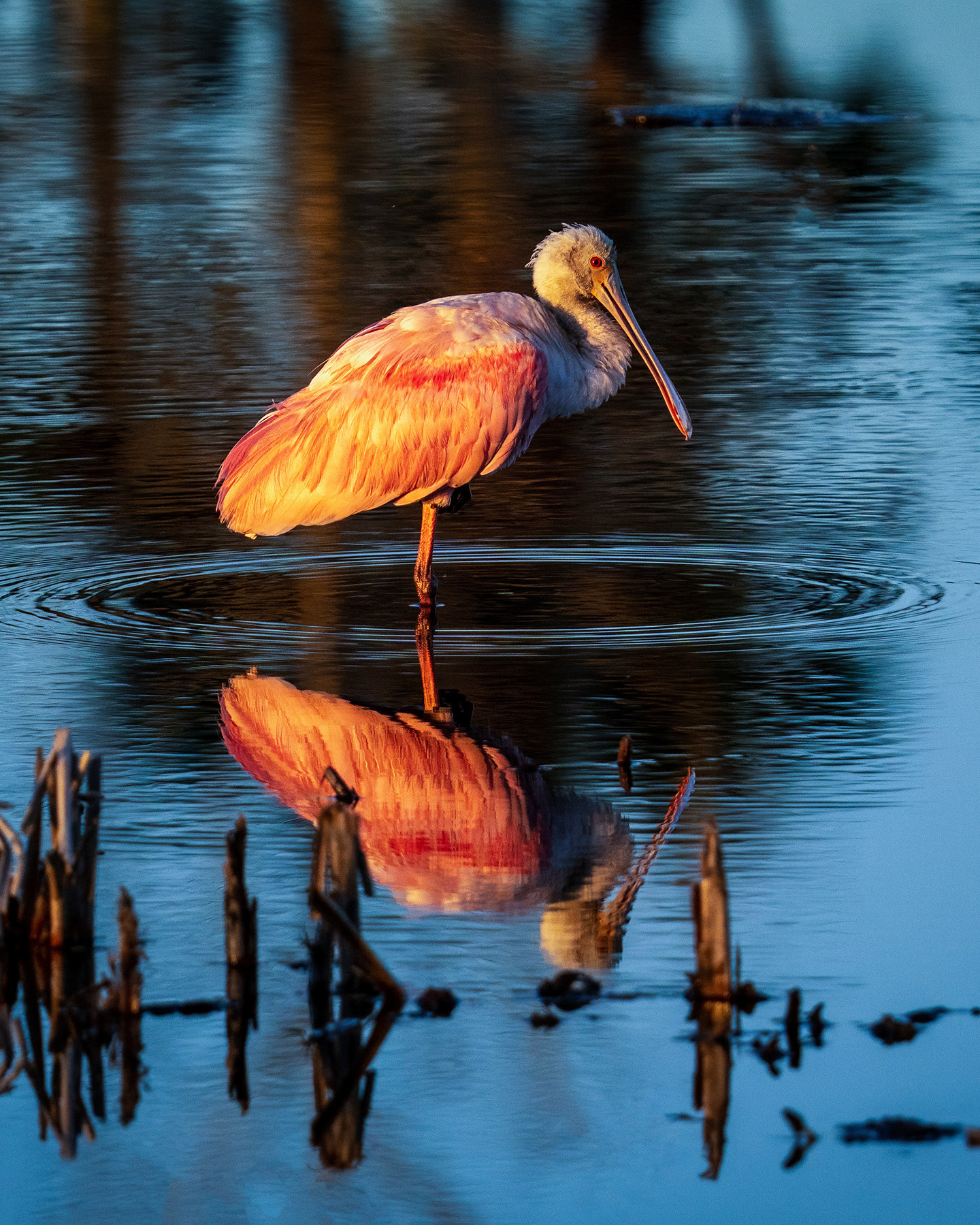 Roseate Spoonbill 4