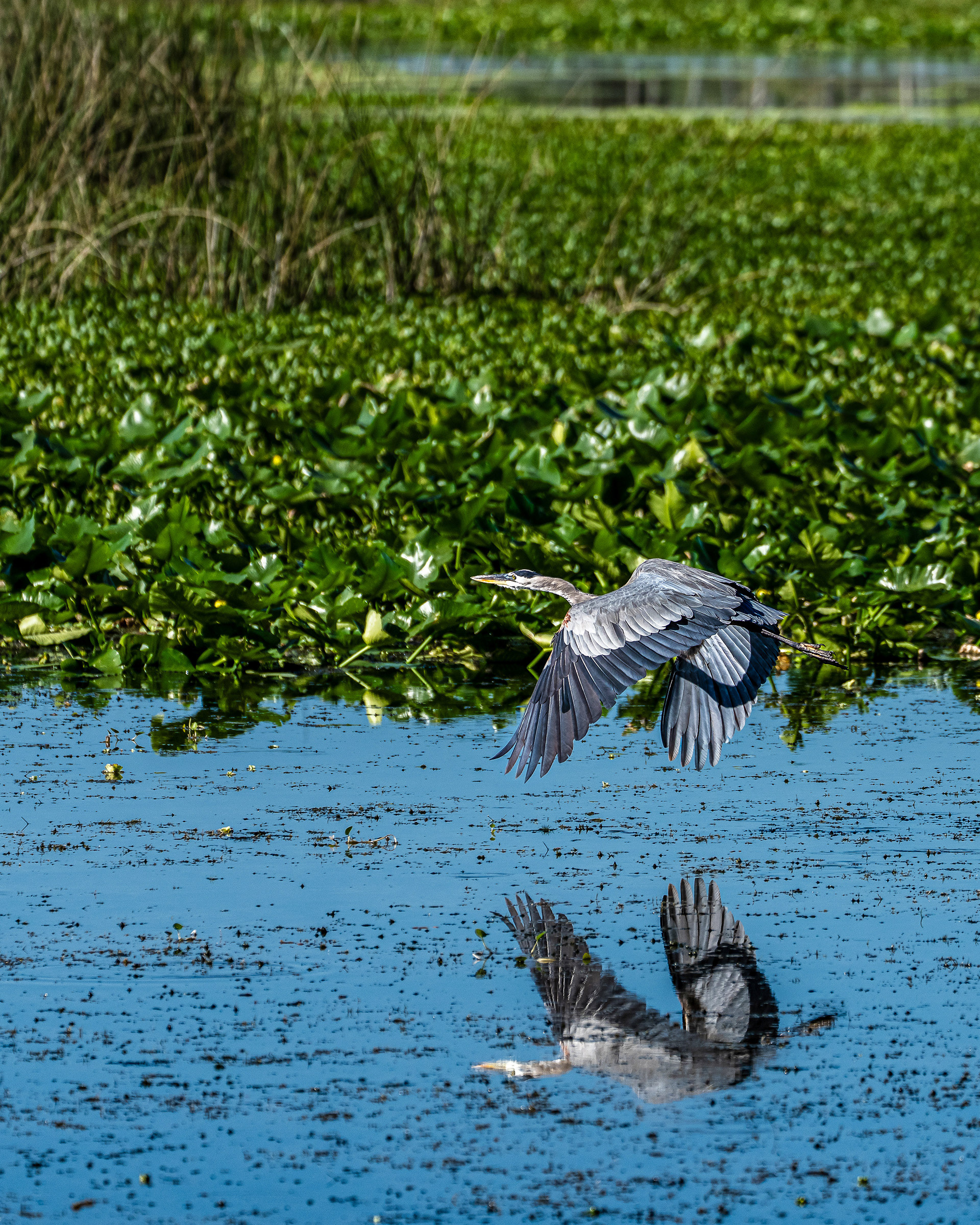 Great Blue Heron in flight, near Christmas, Florida