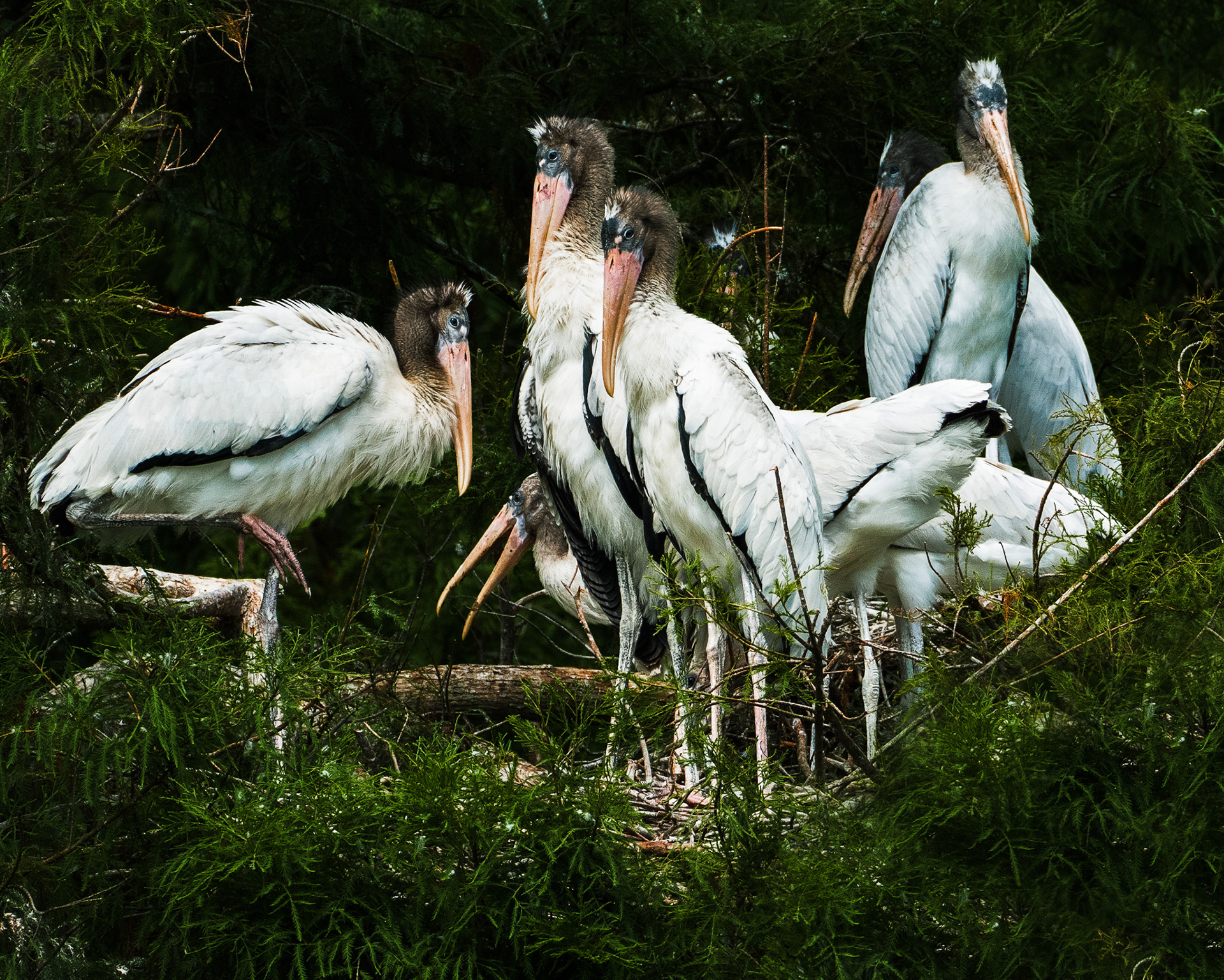 Juvenile Wood Storks