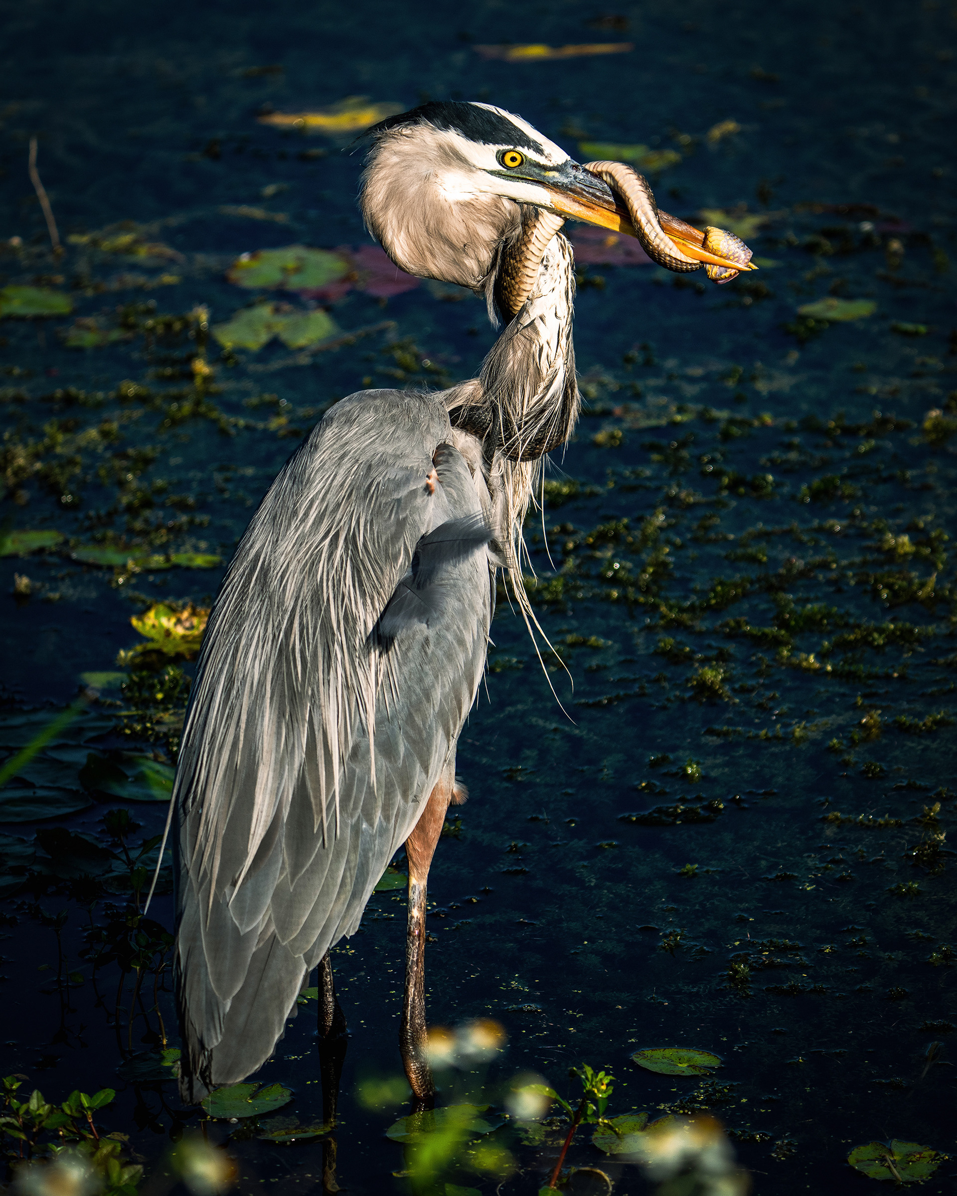 Great Blue Heron captures live snake 