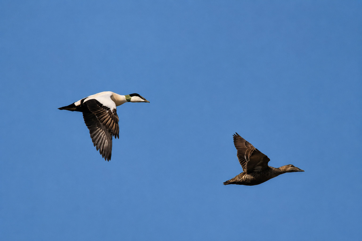 Vogelvlucht