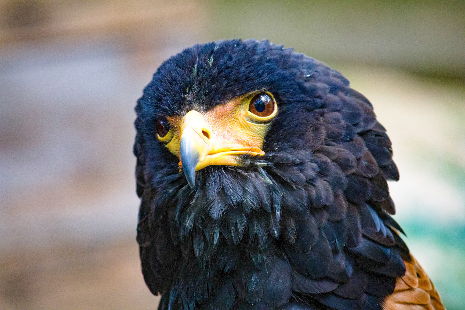 Bateleur-arend