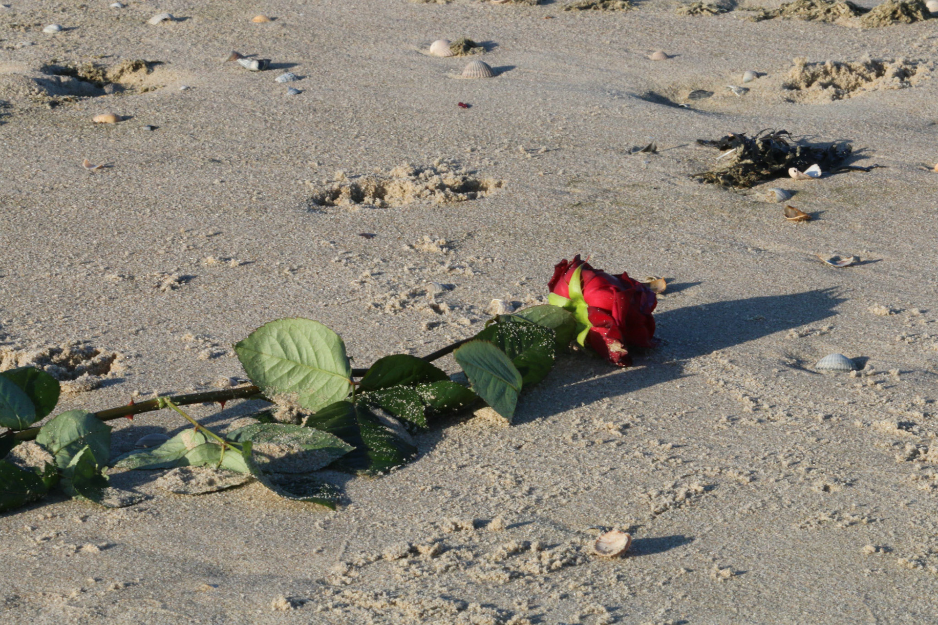 Strand-vondeling 