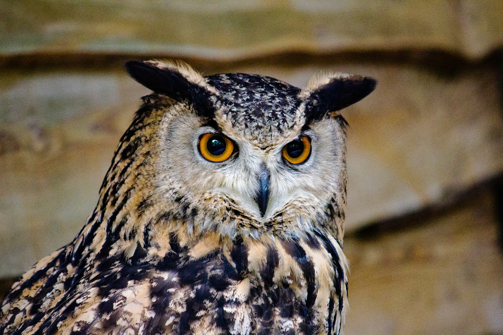 Oehoe