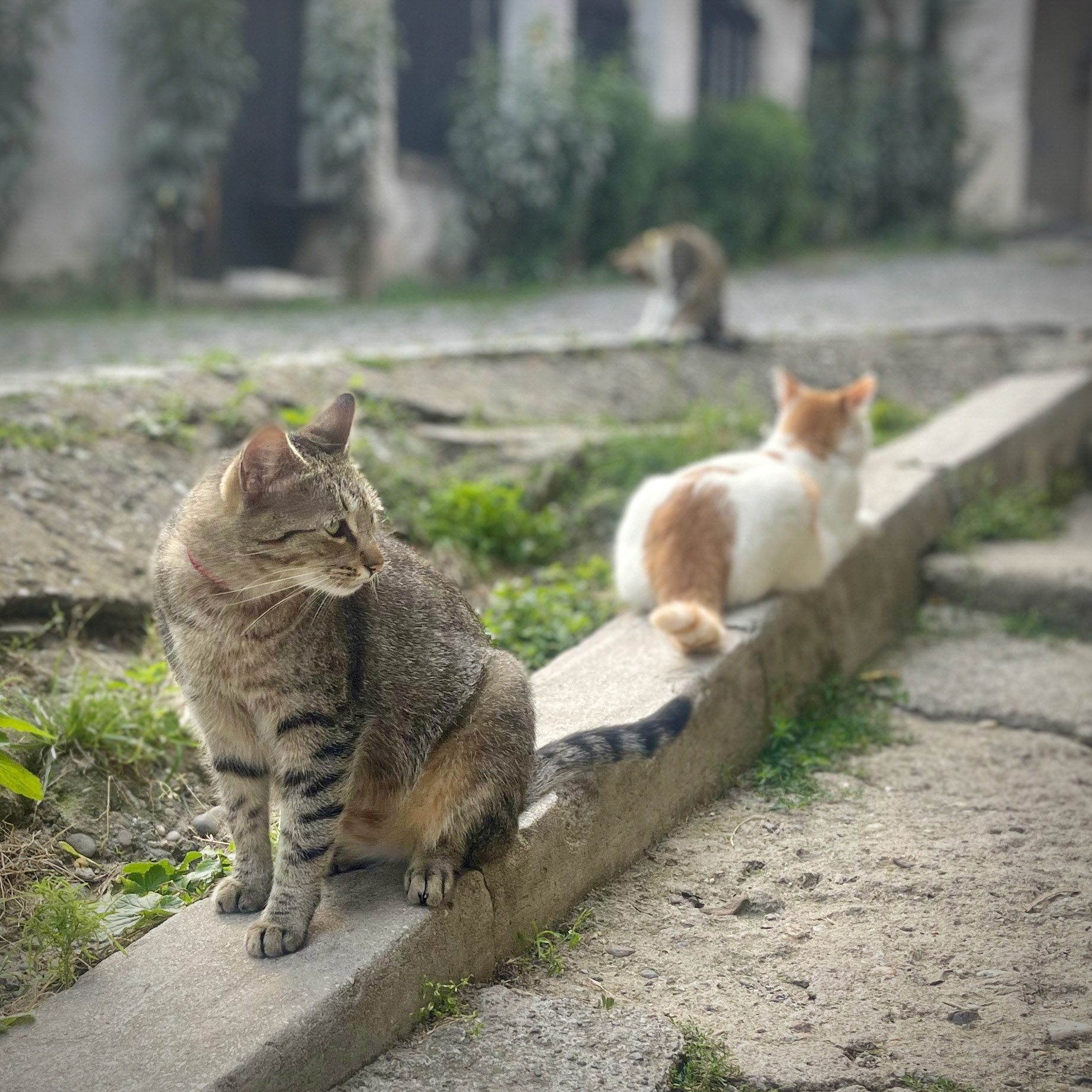 Sighișoara, Romania