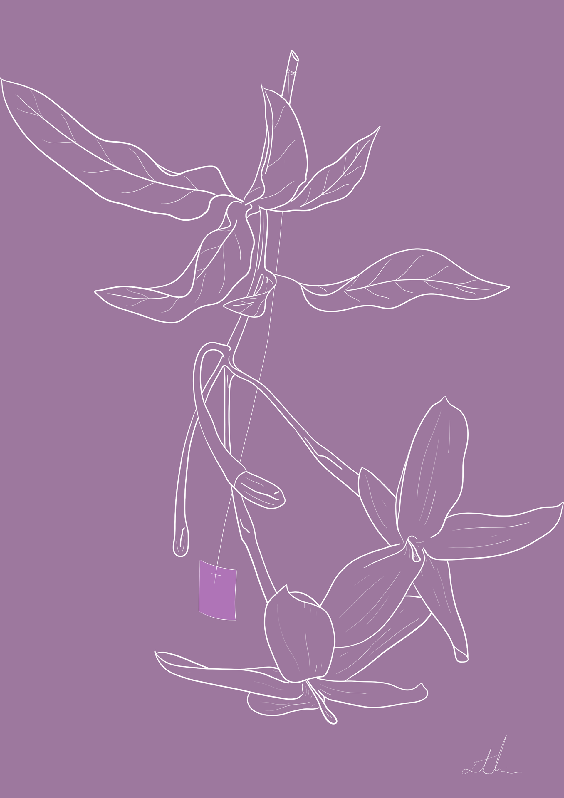 Jasmine Tea